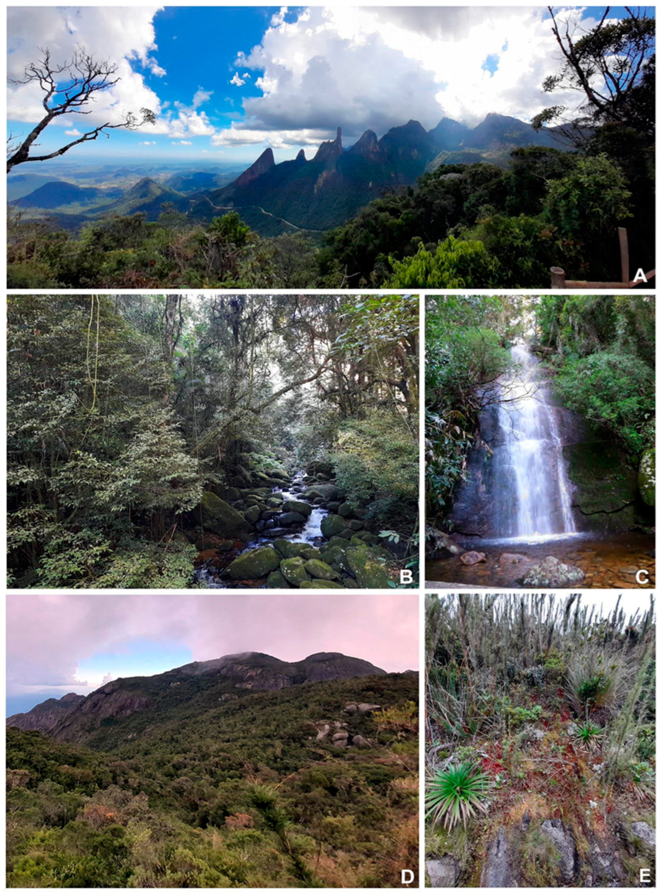 Plants 14 02419 g004