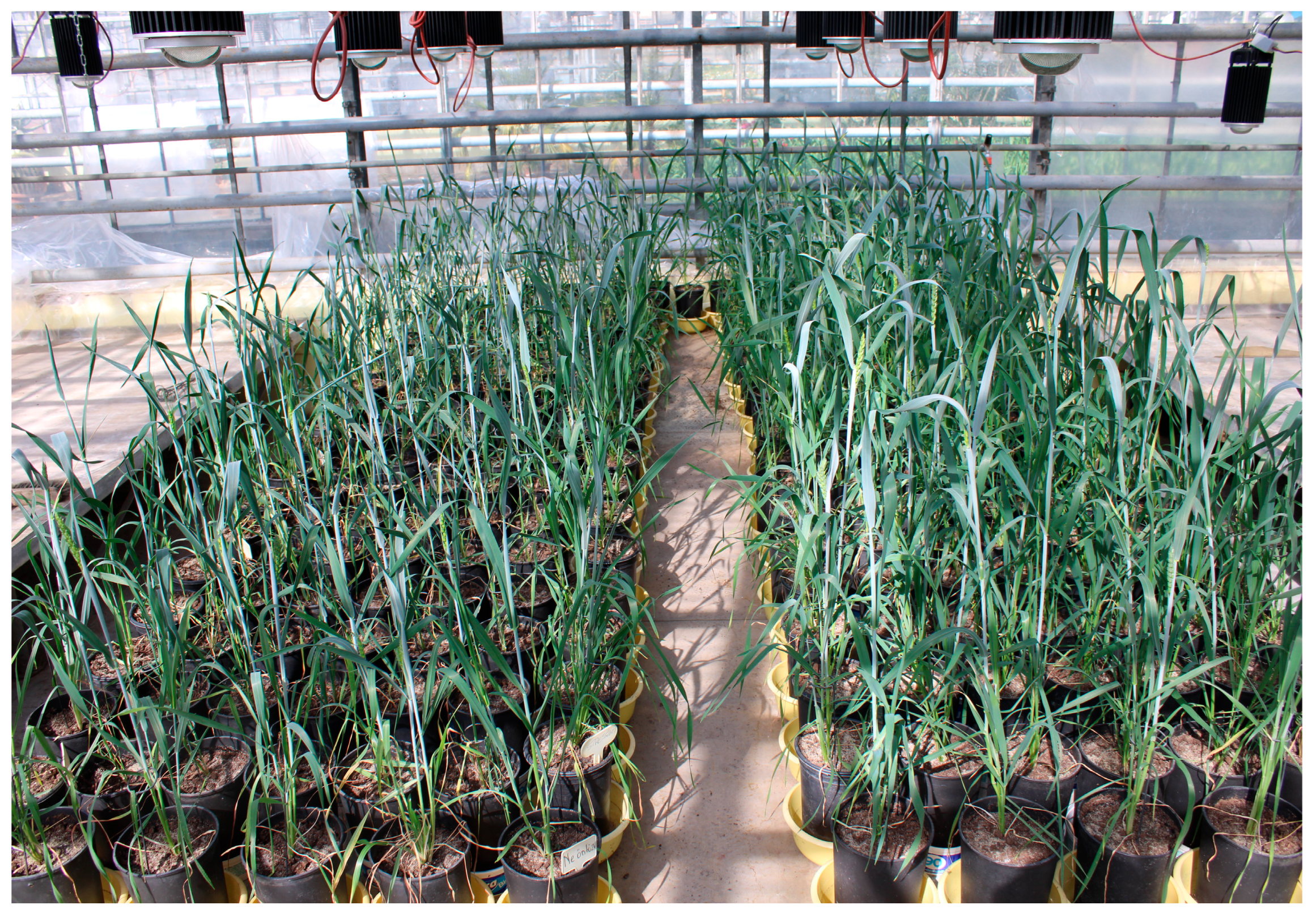 Plants 14 02435 g005 Plants 14 02435 g005