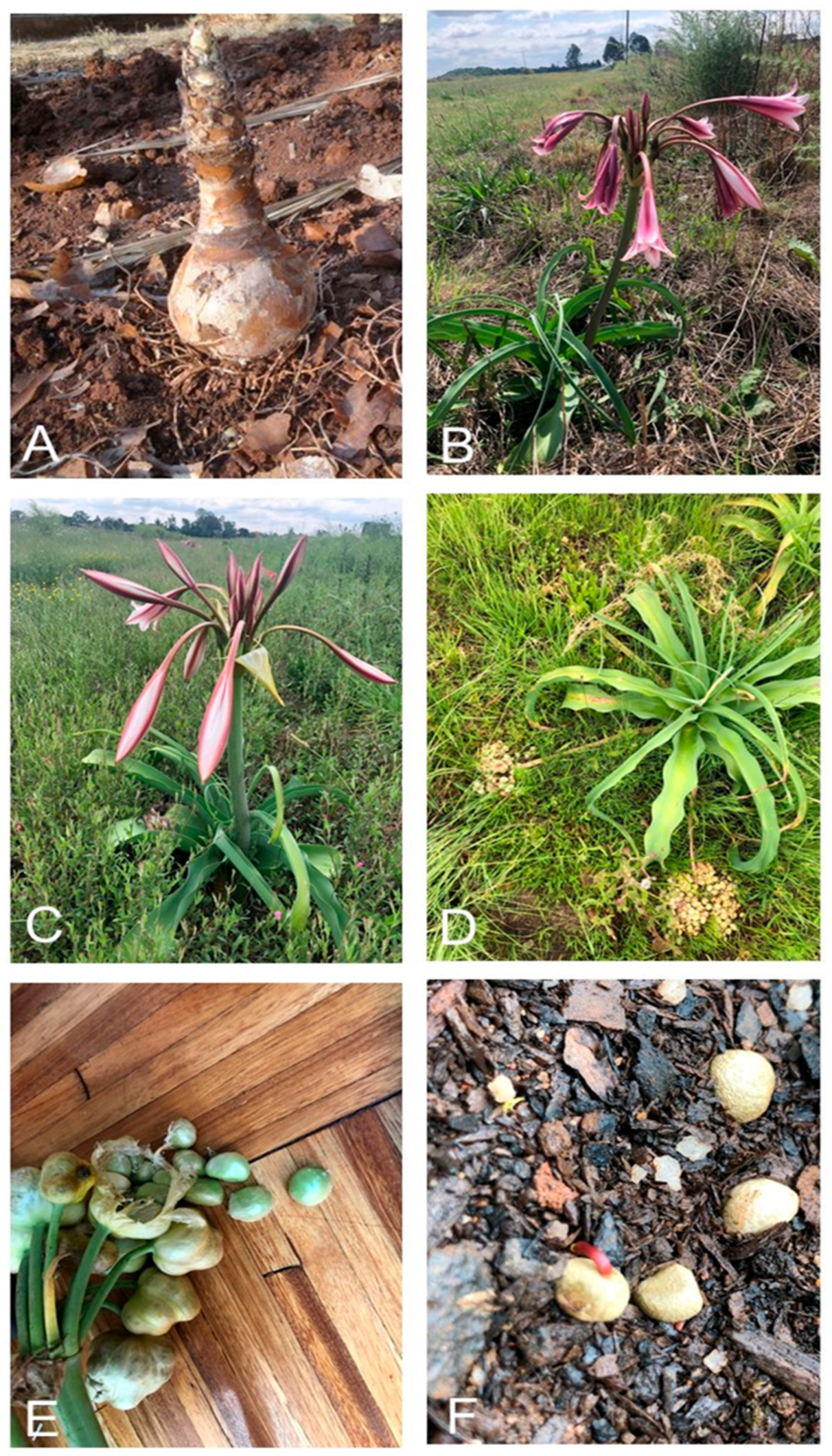 Plants 14 02443 g001