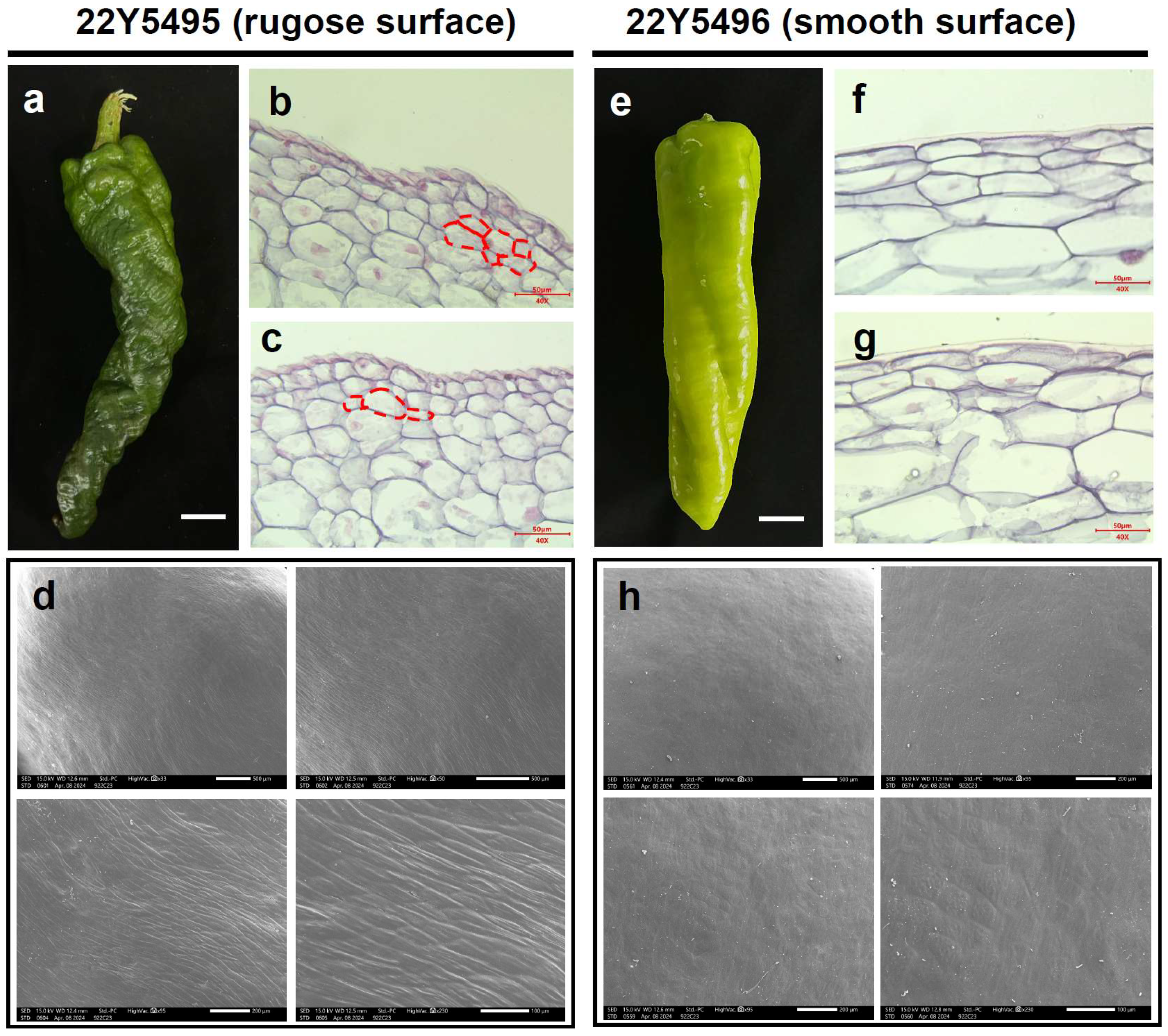 Plants 14 02451 g002 Plants 14 02451 g002
