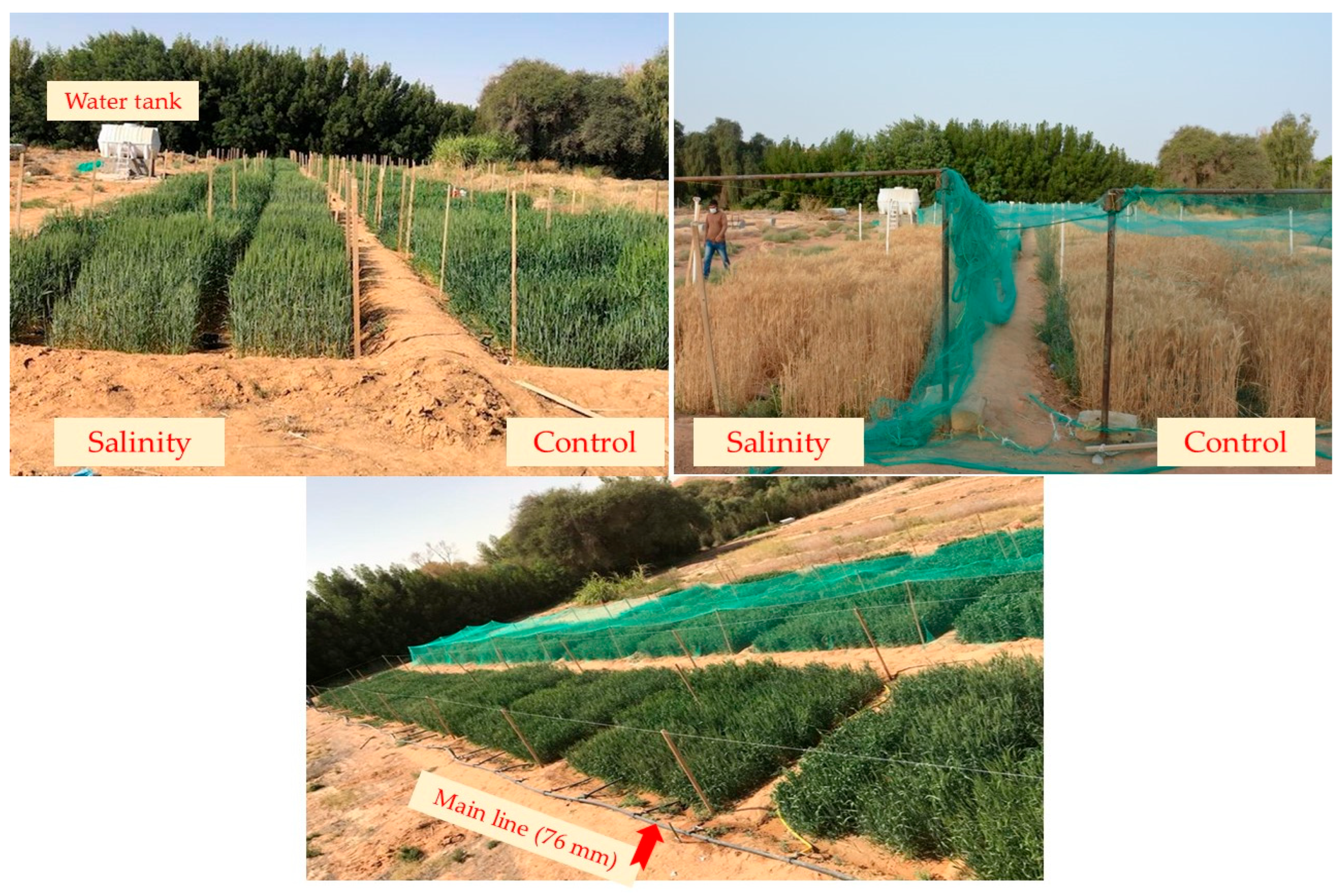 Plants 14 02488 g005