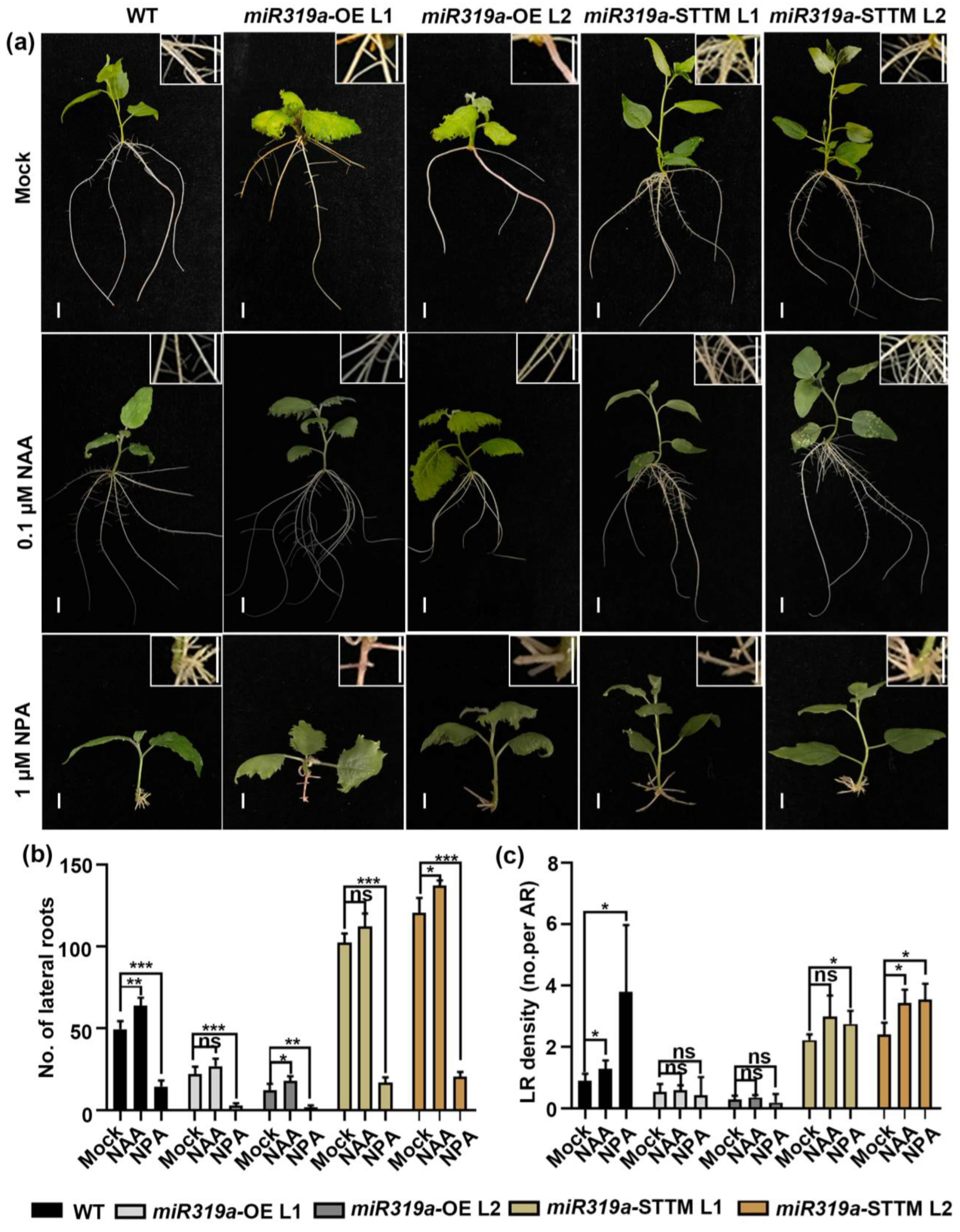Plants 14 02494 g004 Plants 14 02494 g004