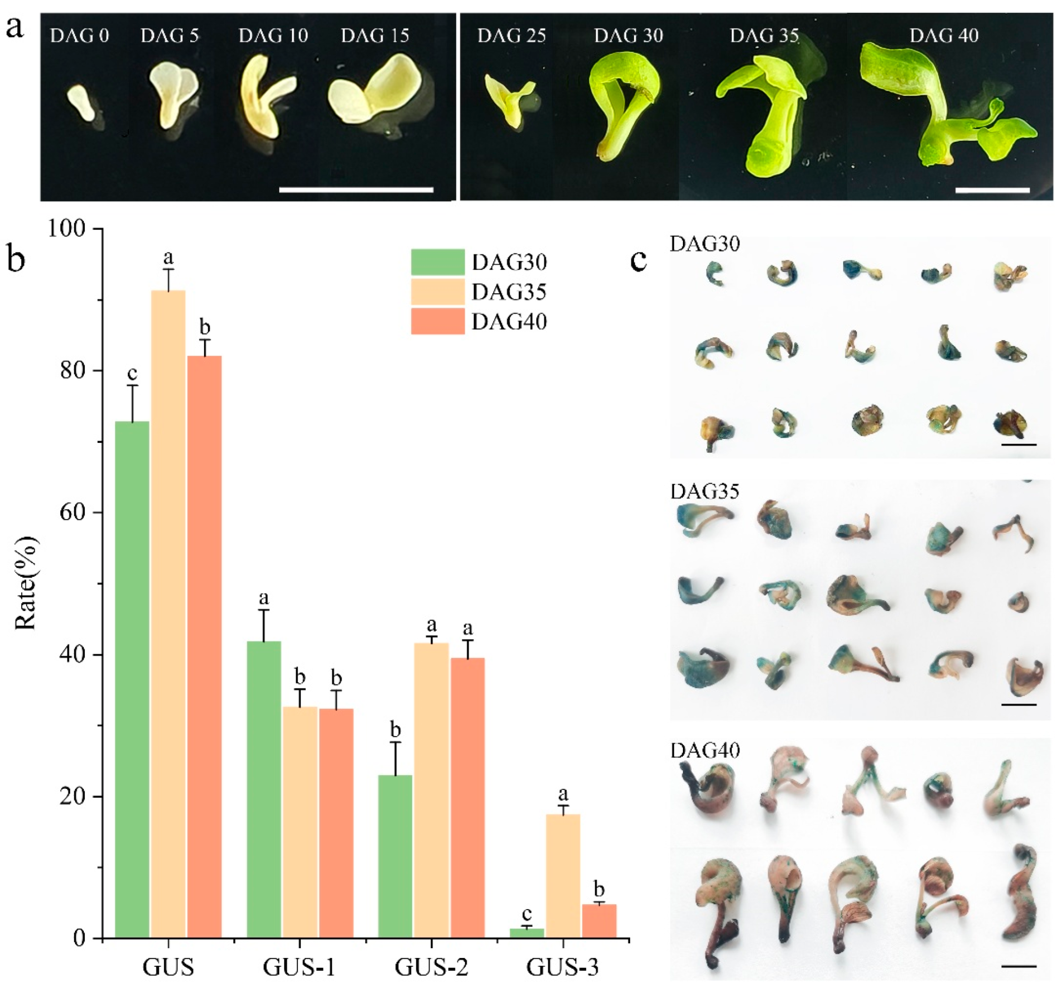 Plants 14 02498 g004