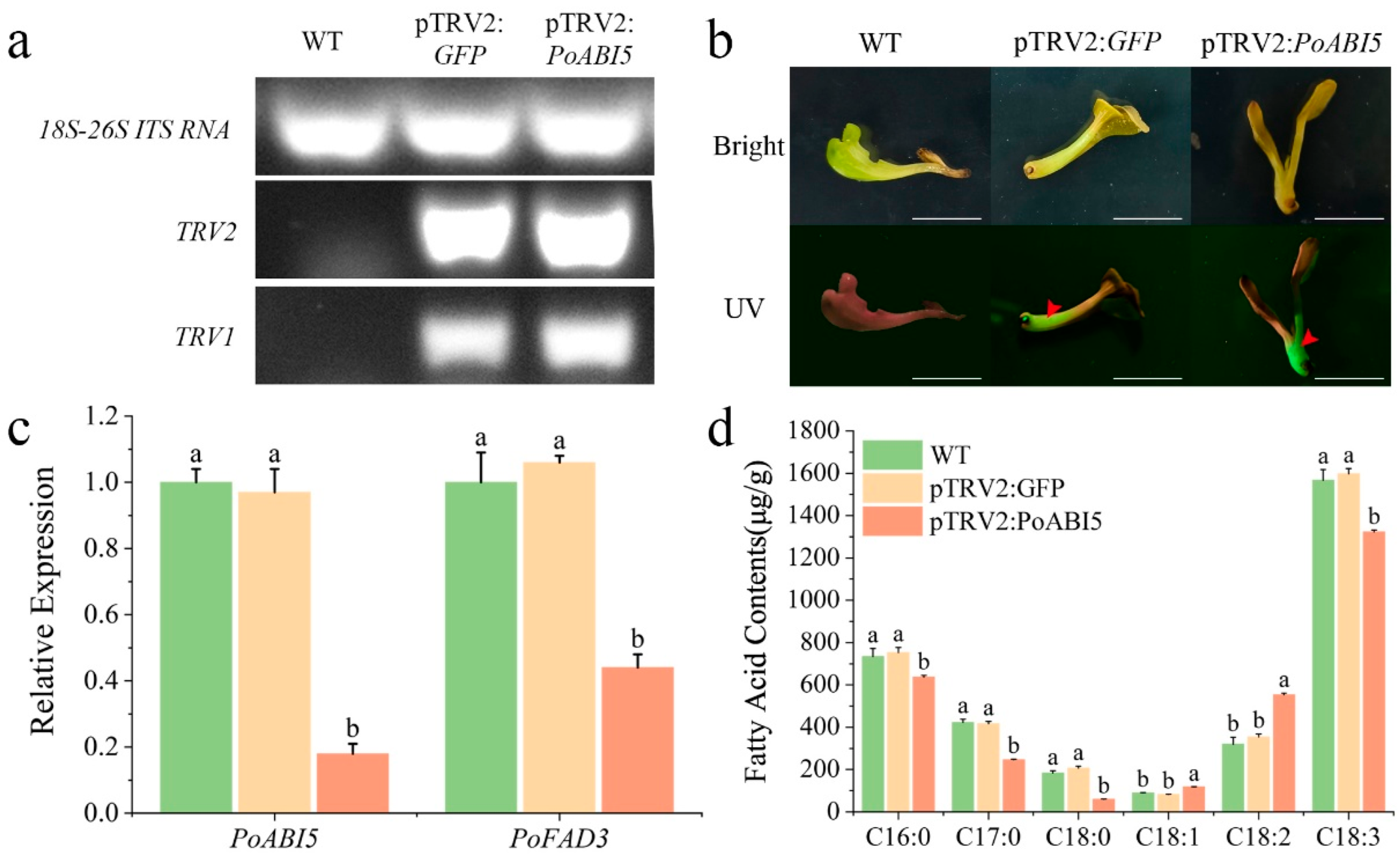 Plants 14 02498 g006