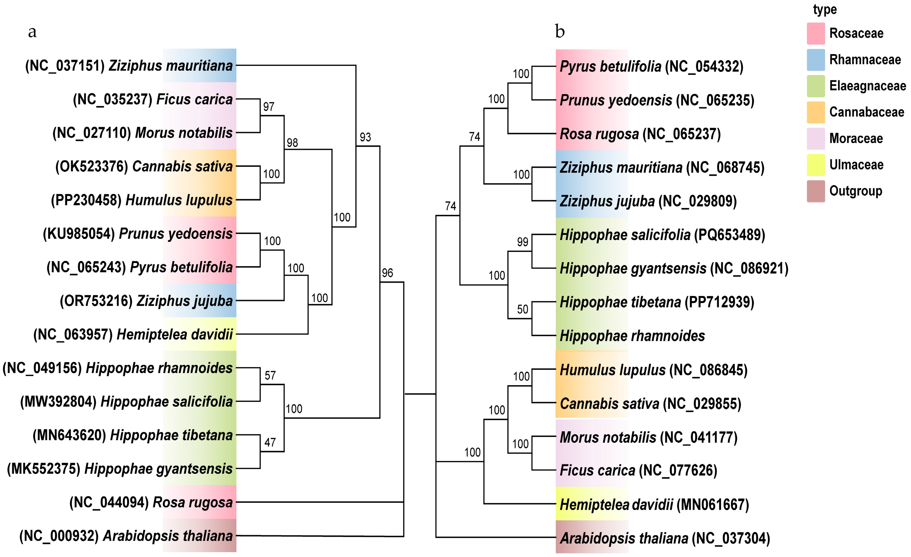 Plants 14 02547 g008
