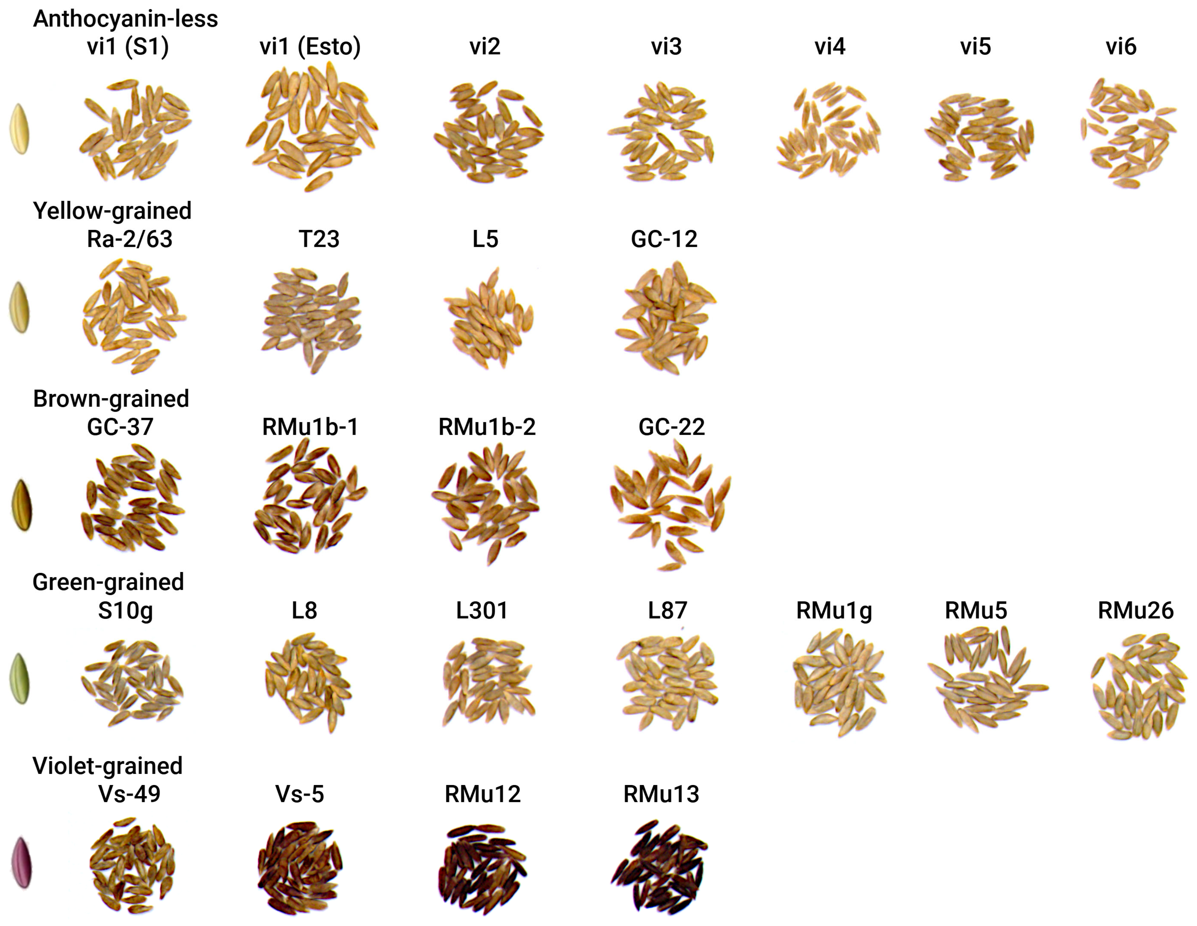 Plants 14 02557 g001