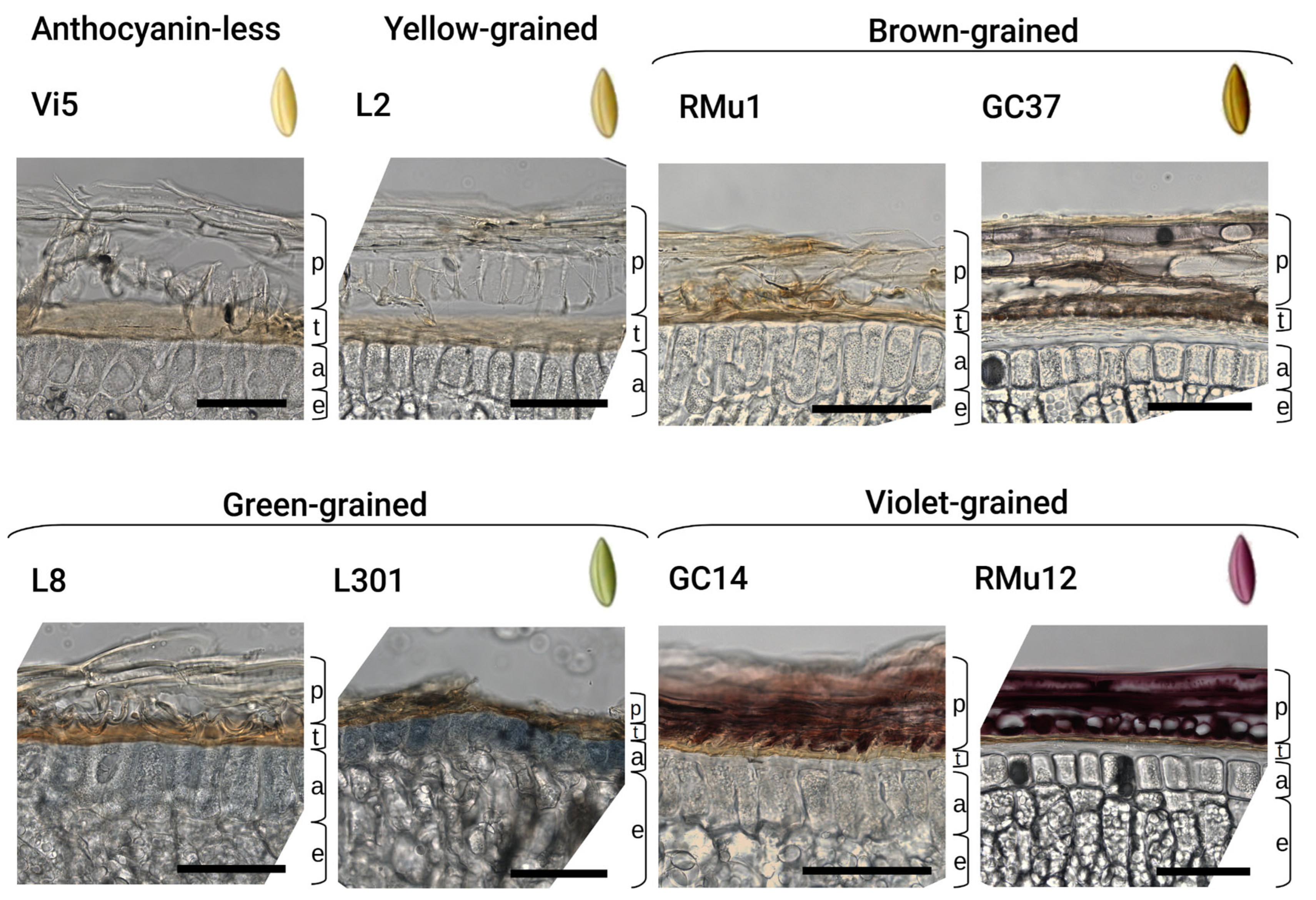 Plants 14 02557 g002