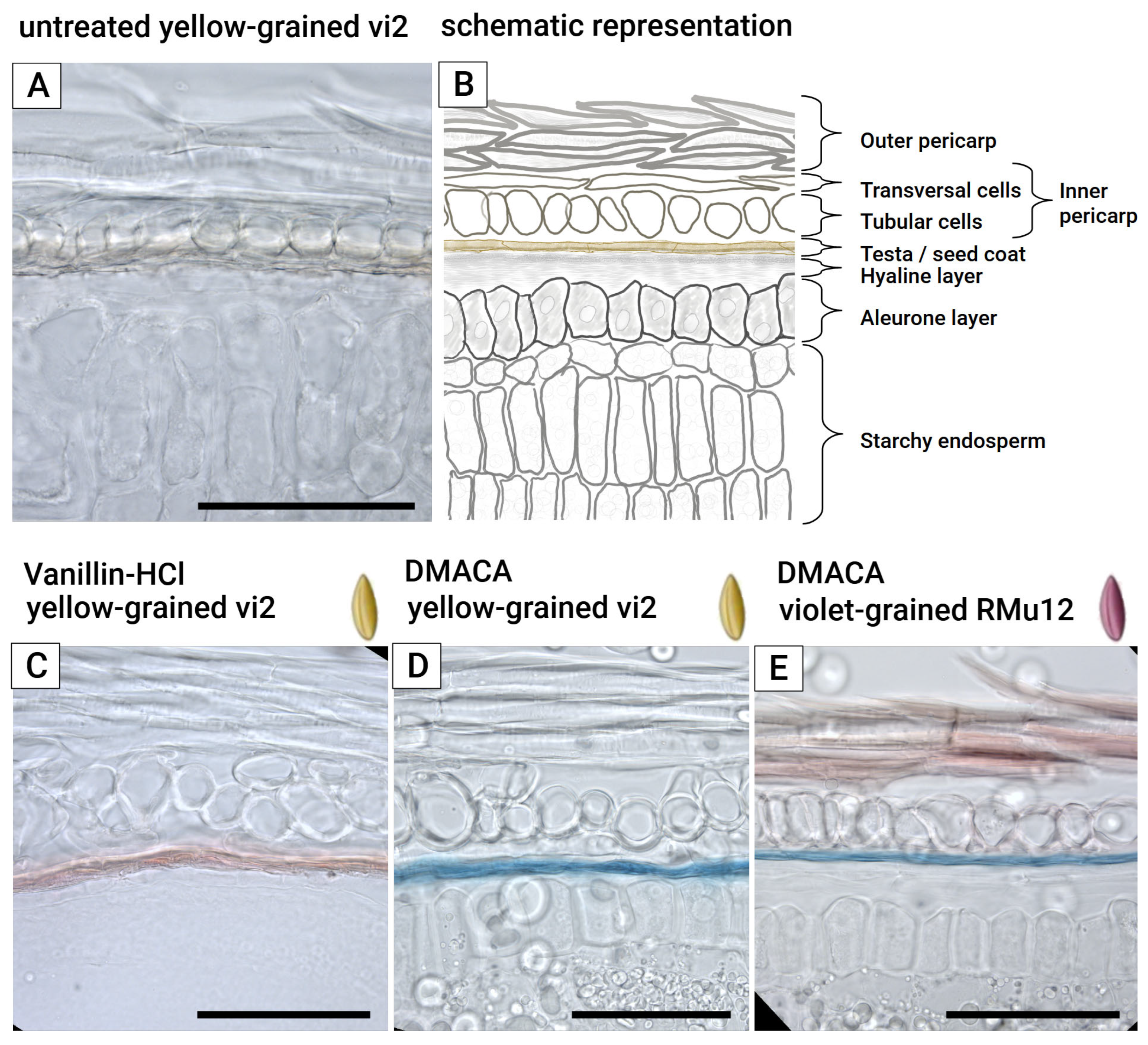 Plants 14 02557 g003