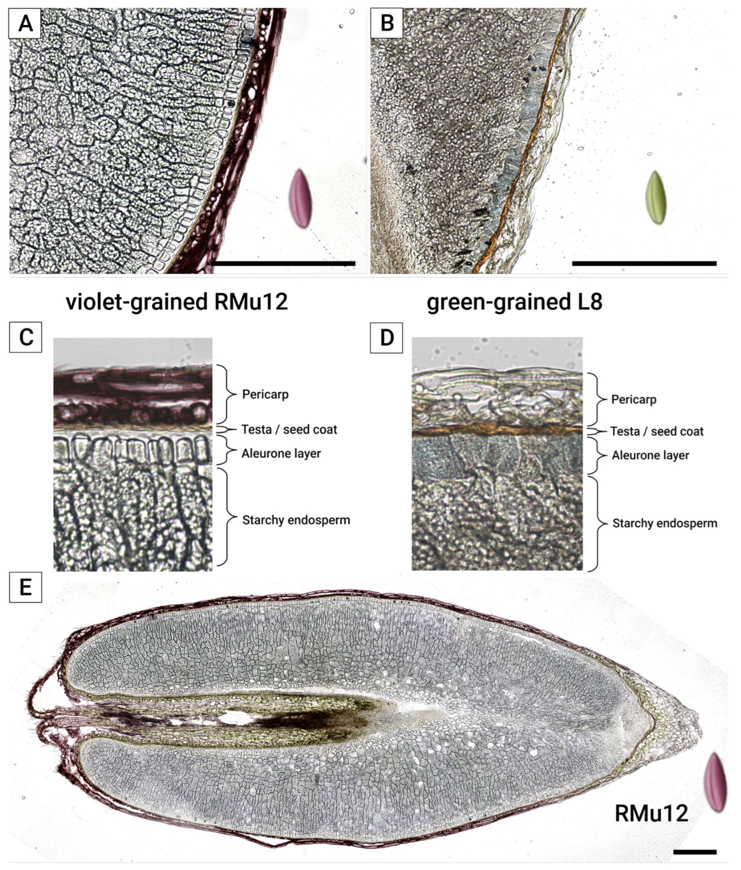 Plants 14 02557 g004