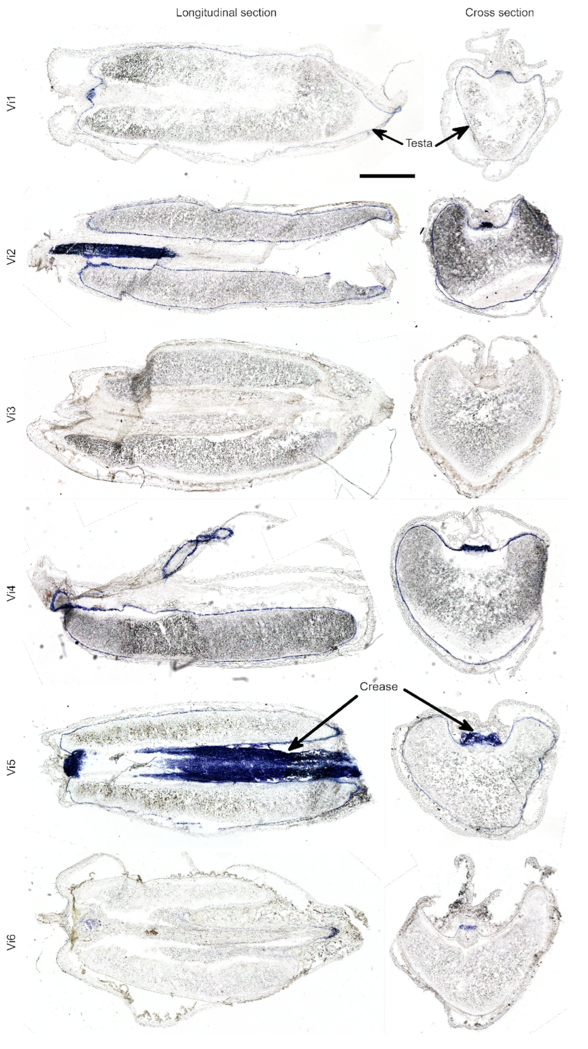 Plants 14 02557 g006