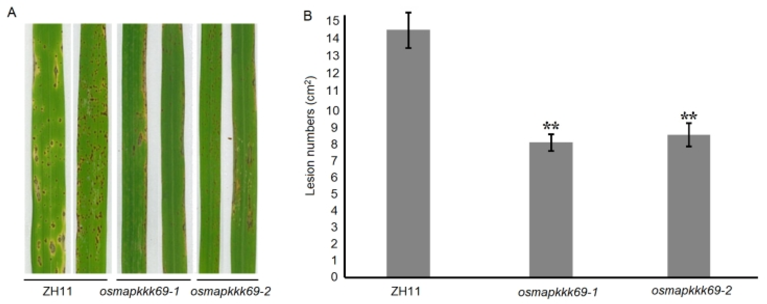 Plants 14 02566 g003