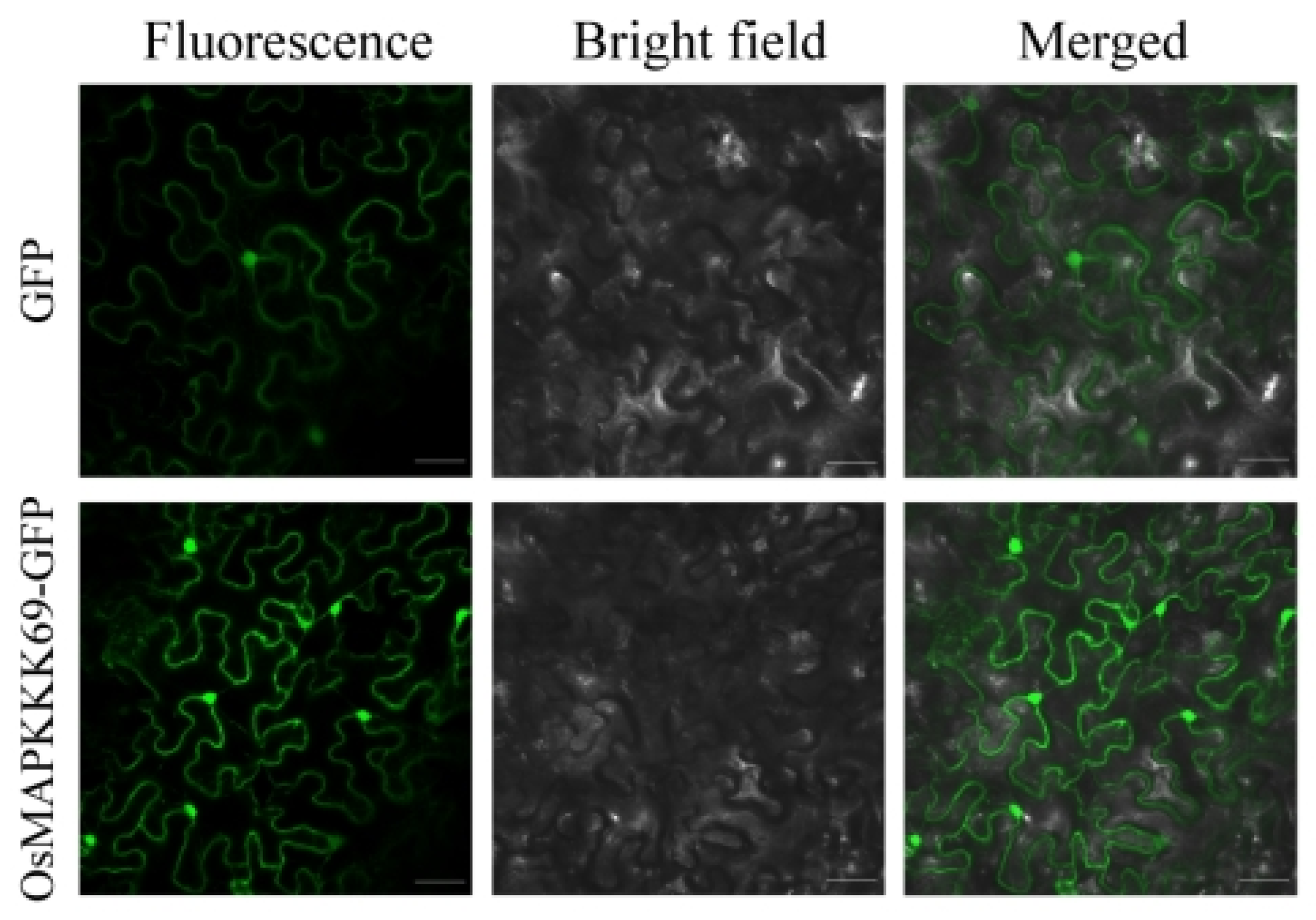Plants 14 02566 g006