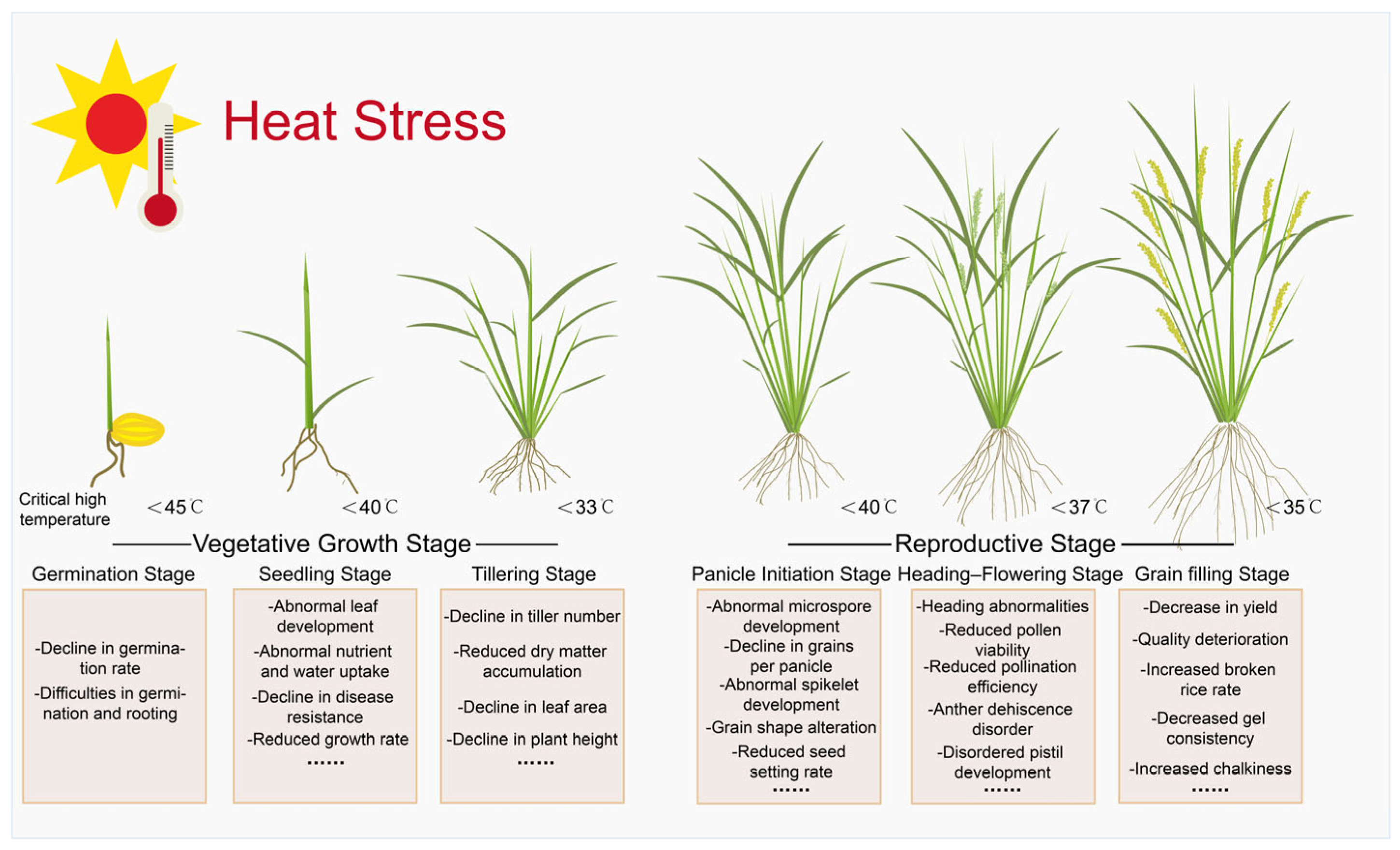 Plants 14 02573 g001