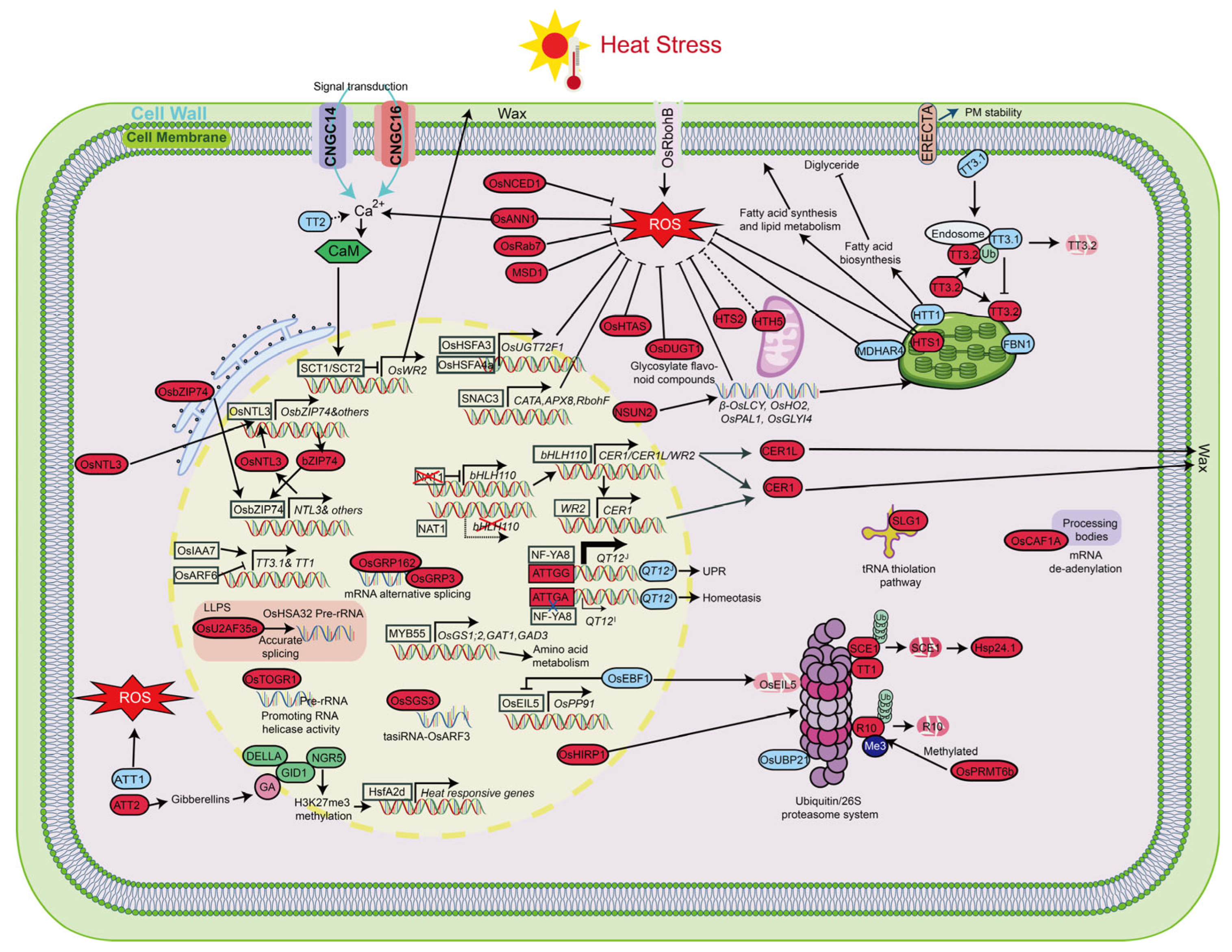 Plants 14 02573 g004