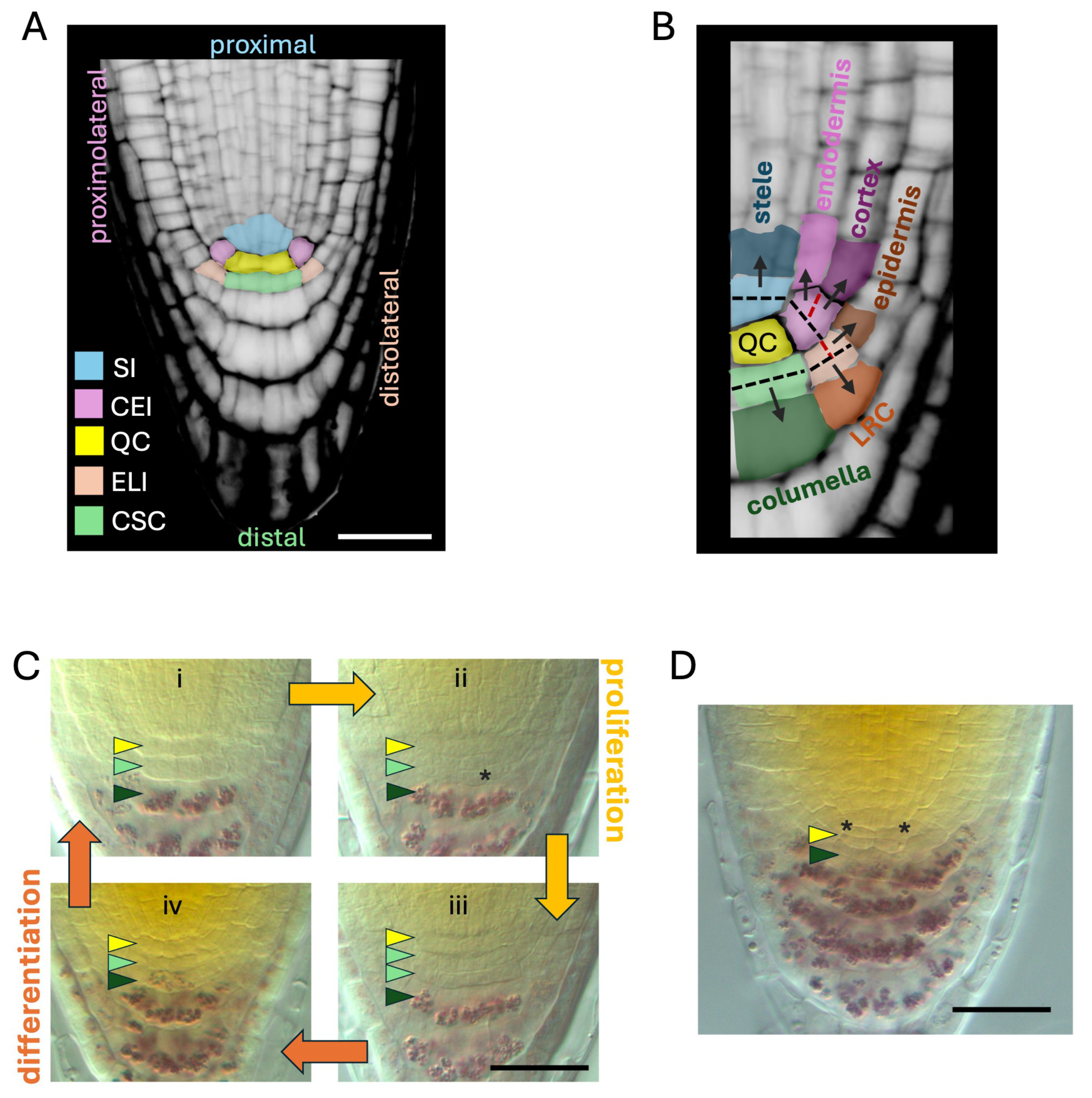 Plants 14 02574 g001