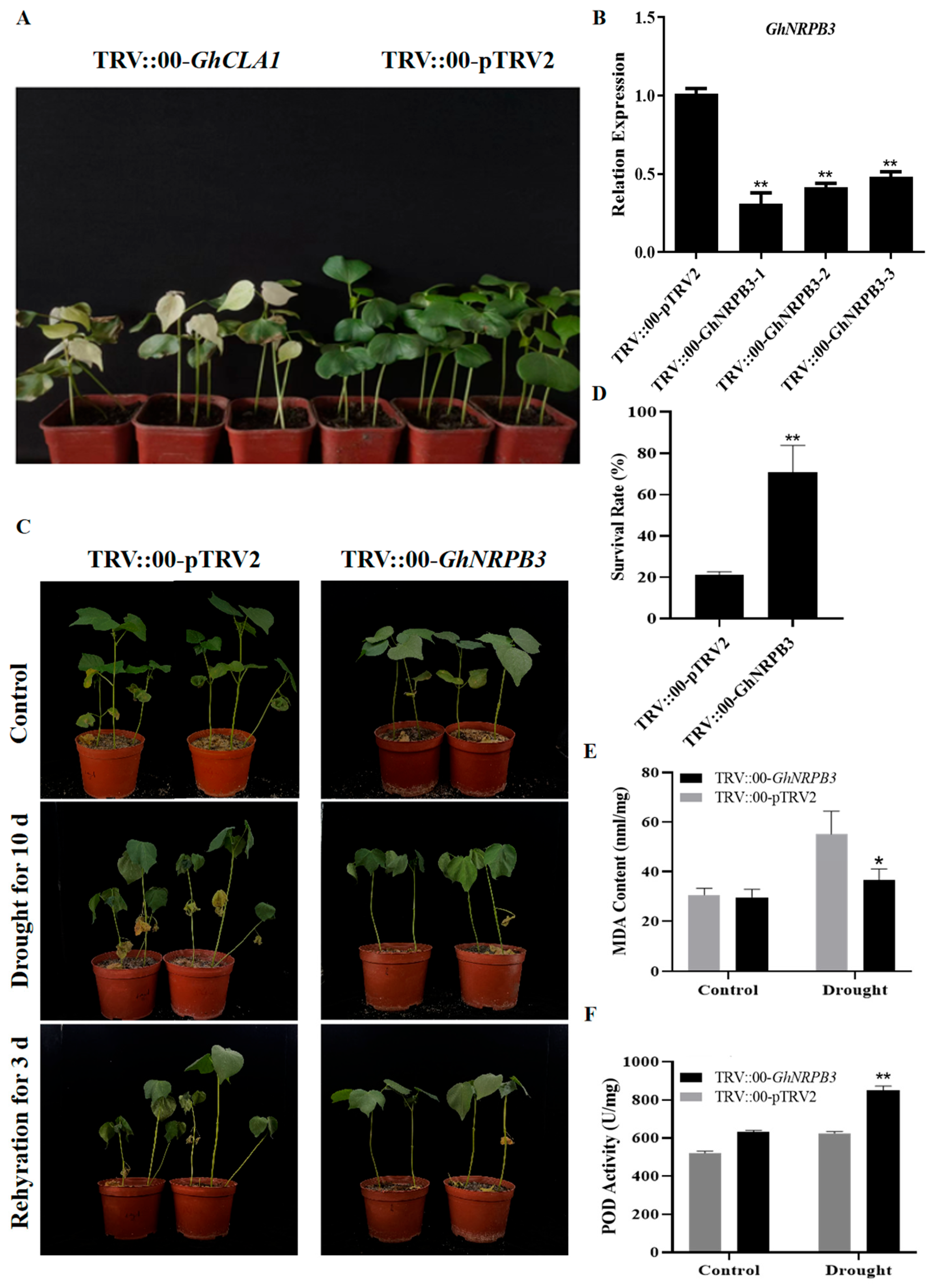 Plants 14 02575 g002 Plants 14 02575 g002