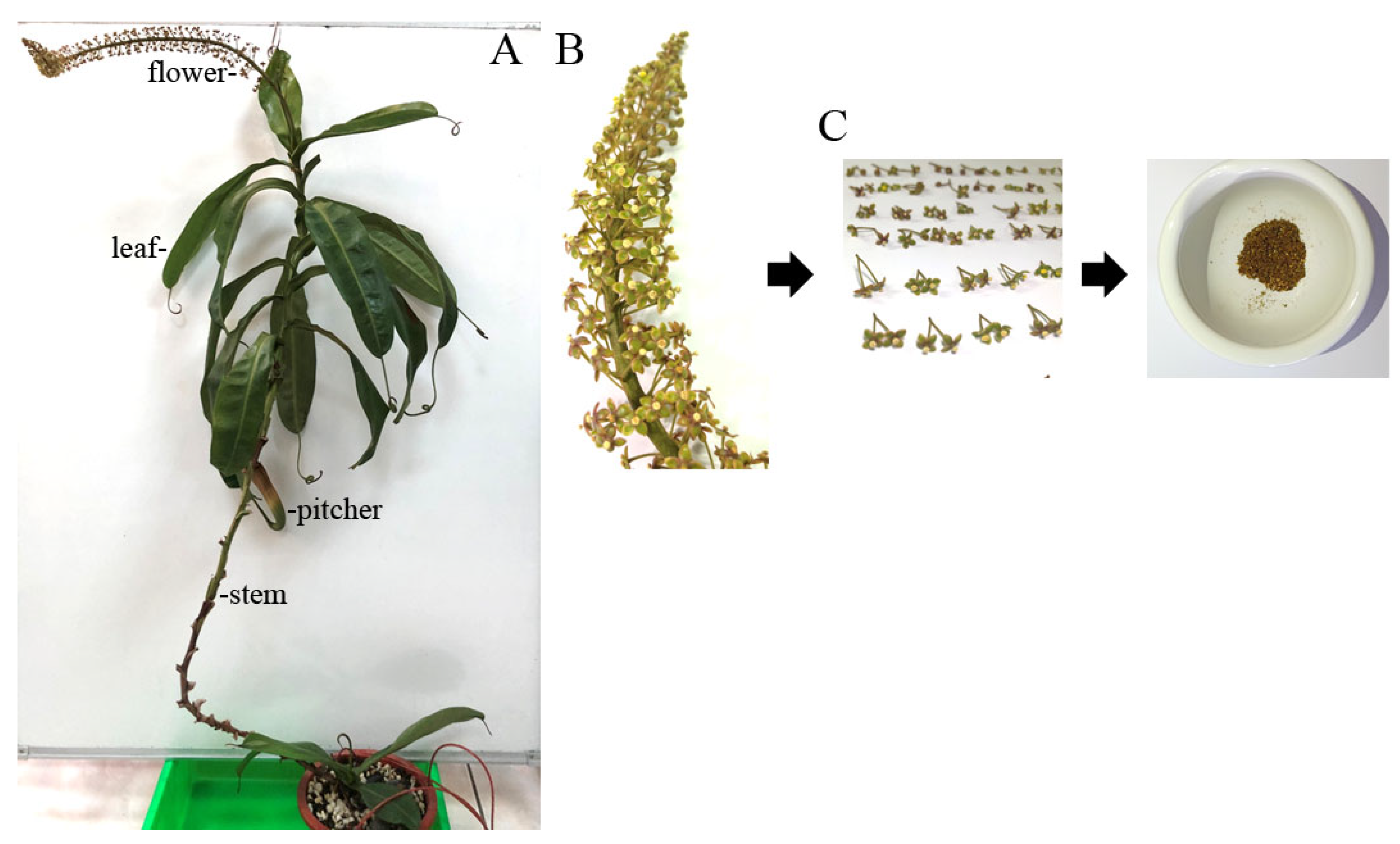 Plants 14 02579 g001 Plants 14 02579 g001