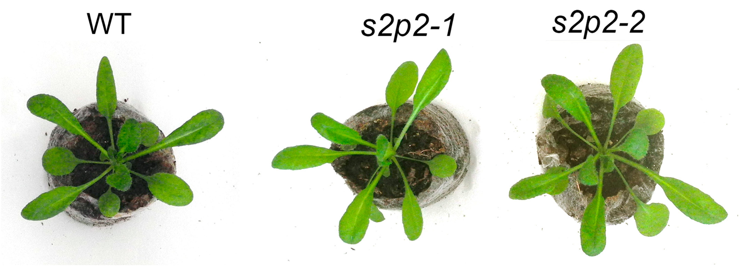 Plants 14 02584 g001 Plants 14 02584 g001