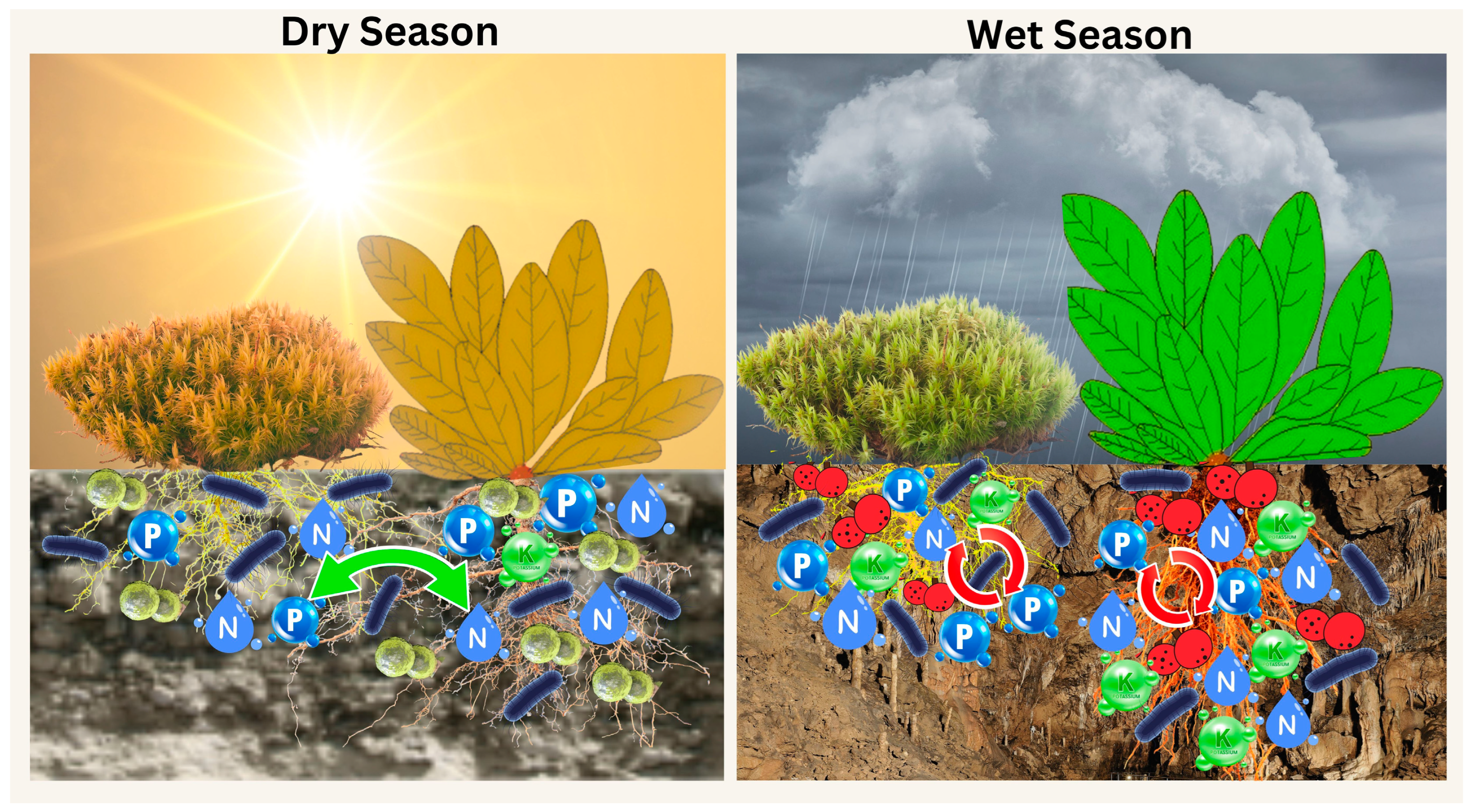 Plants 14 02588 g001