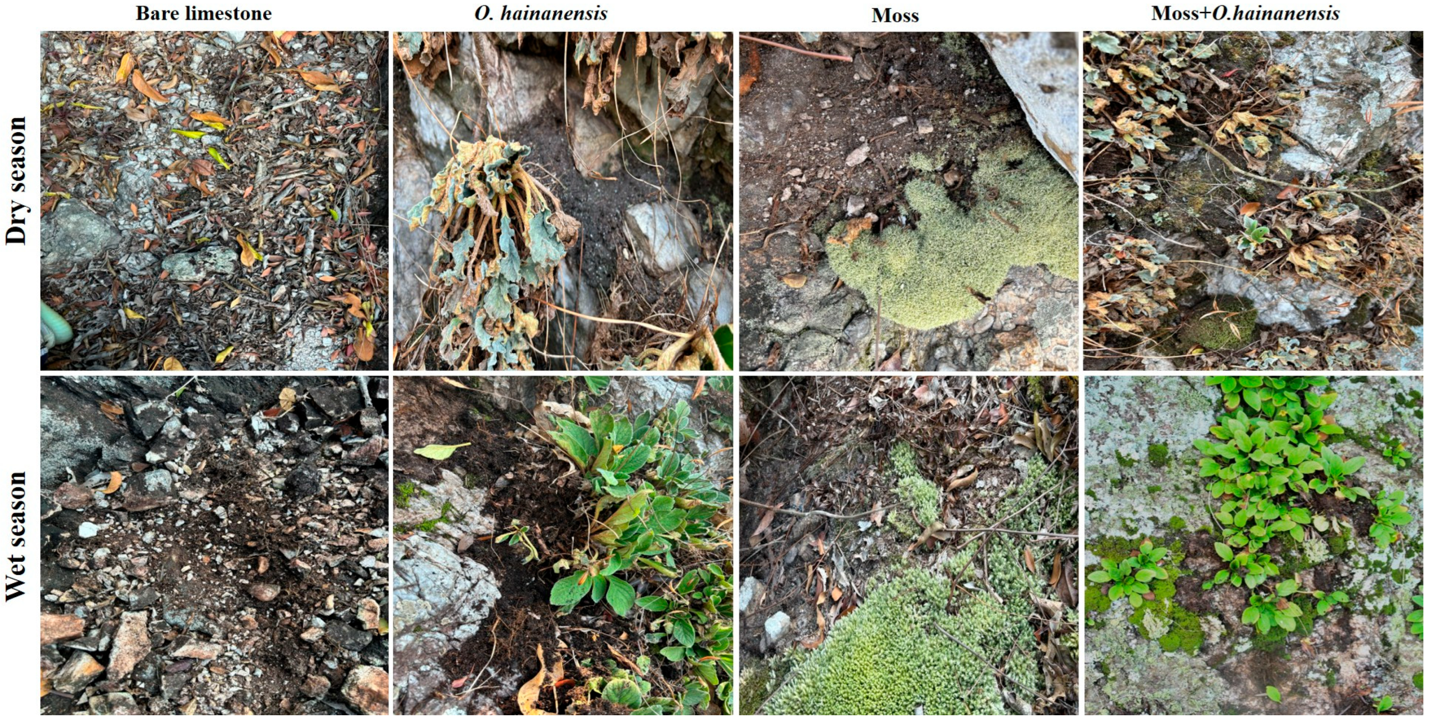 Plants 14 02588 g011