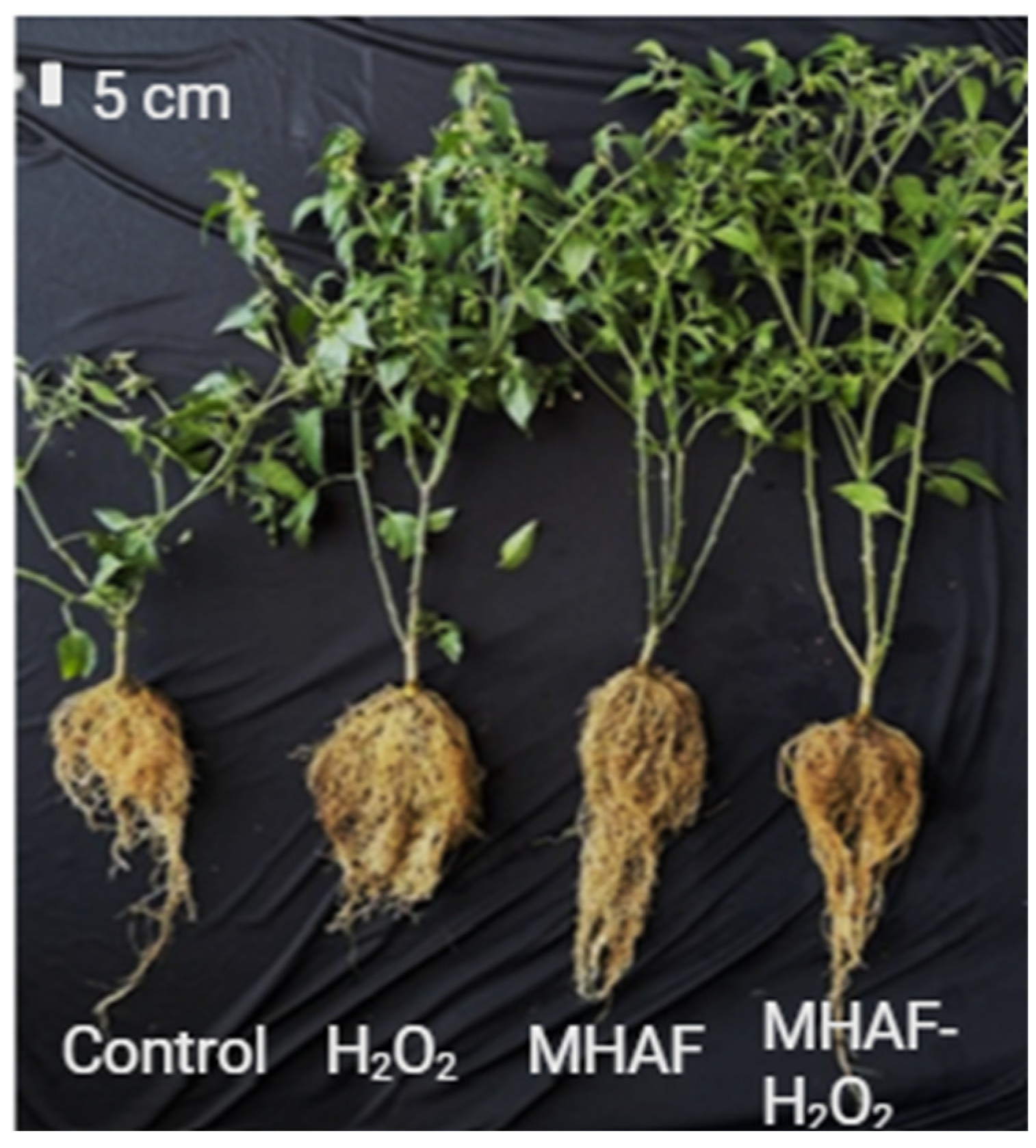 Plants 14 02591 g002