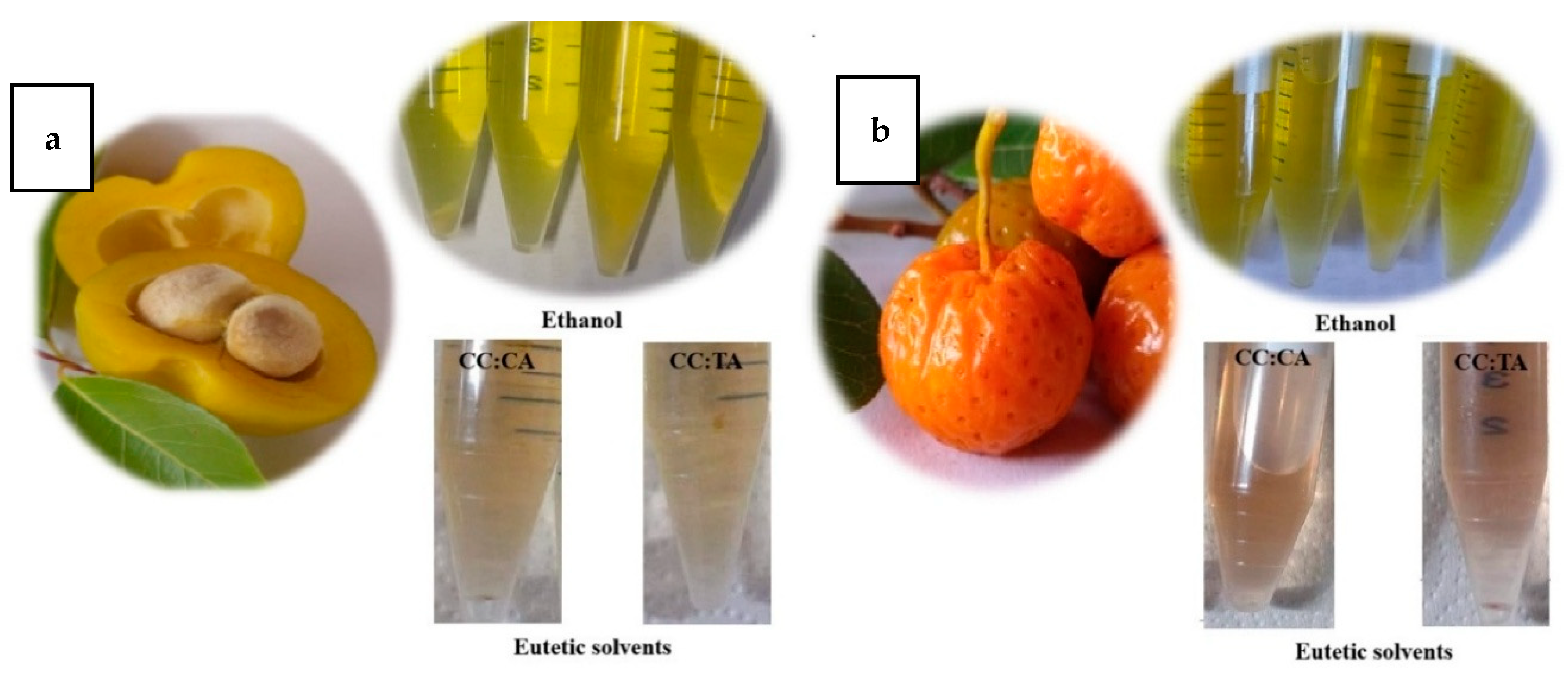 Plants 14 02596 g001