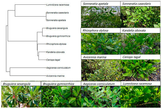 Plants 14 02610 g0a1