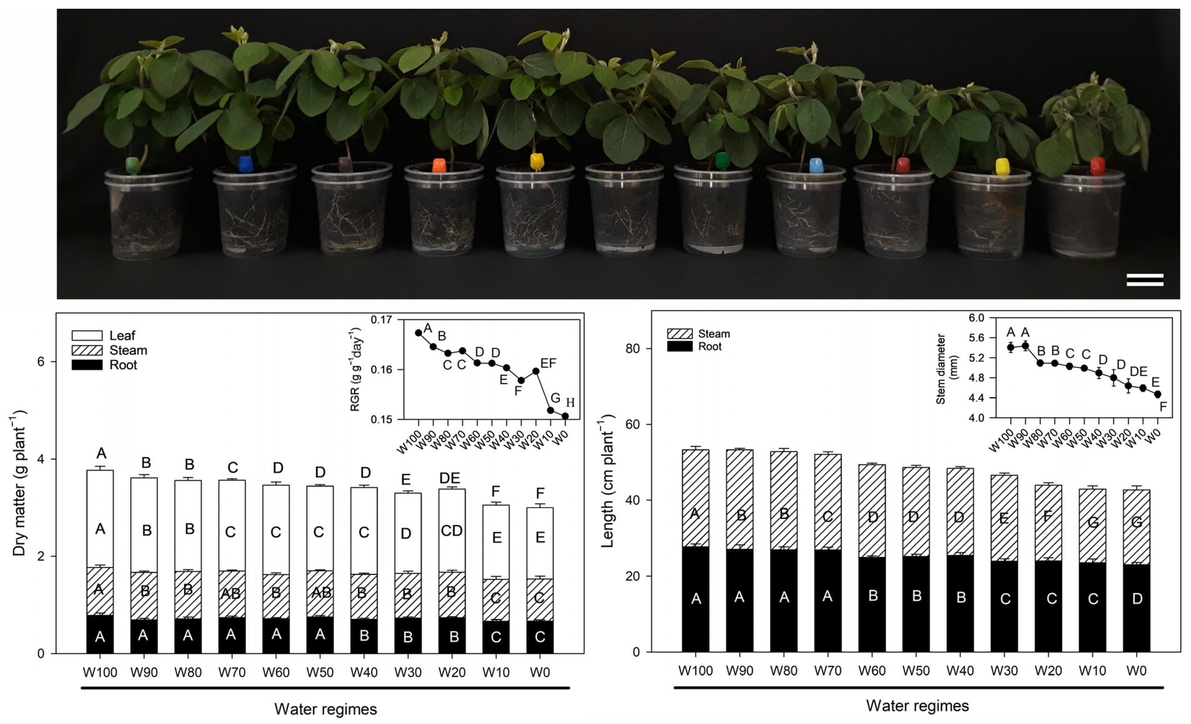 Plants 14 02615 g001