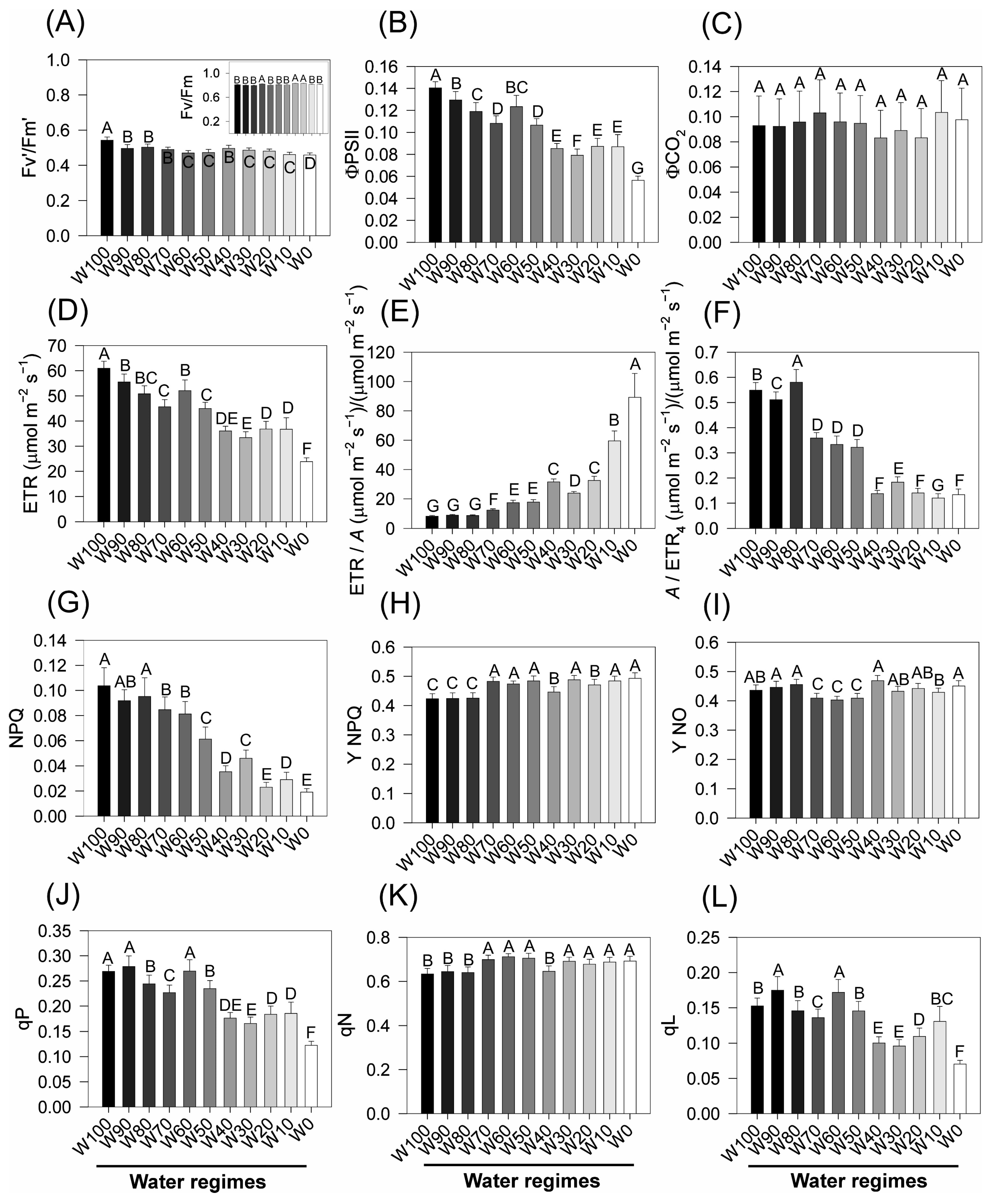 Plants 14 02615 g007