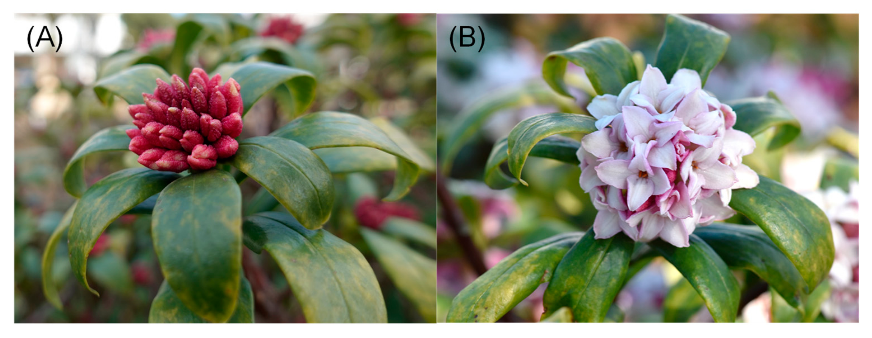 Plants 14 02616 g001