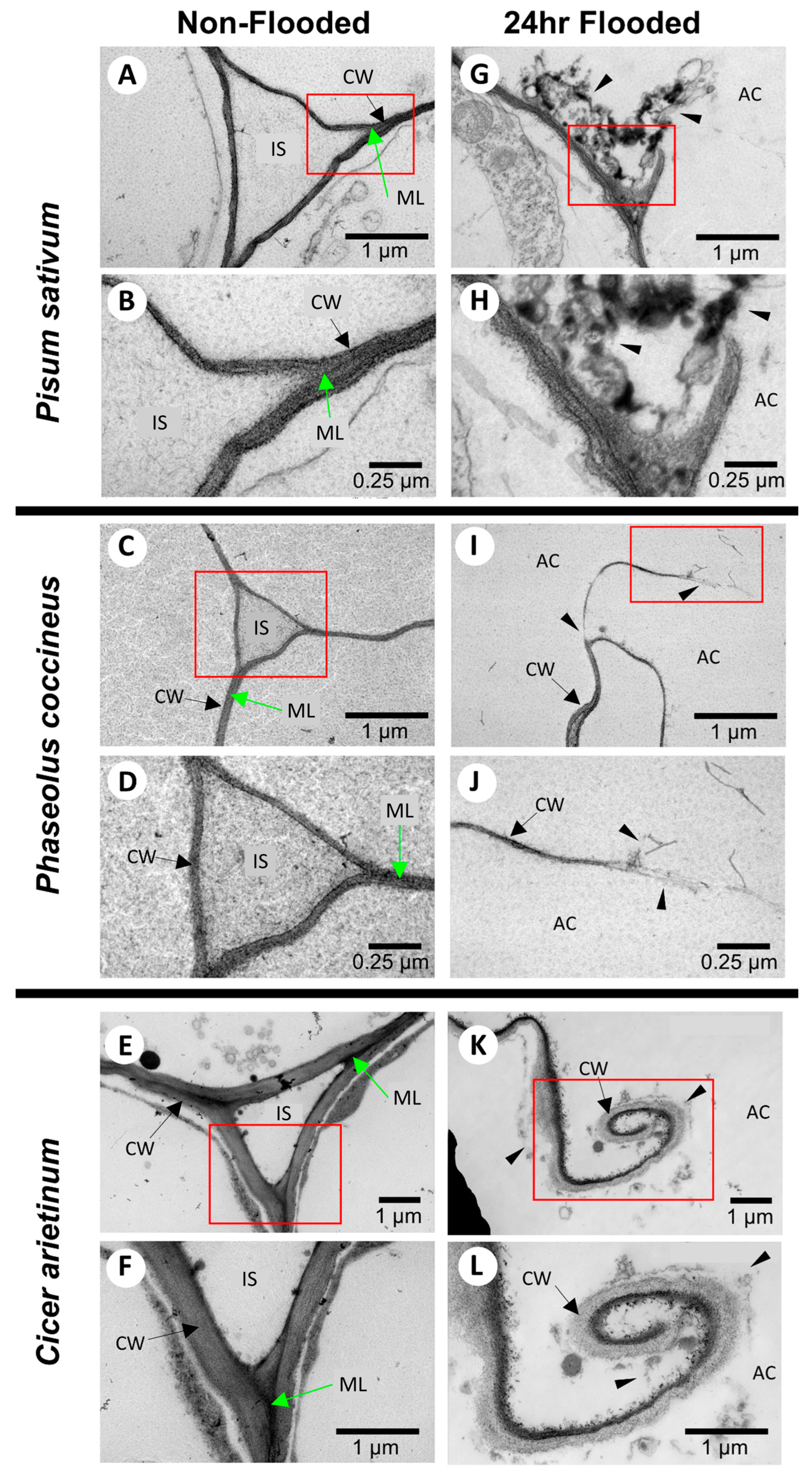 Plants 14 02620 g001 Plants 14 02620 g001