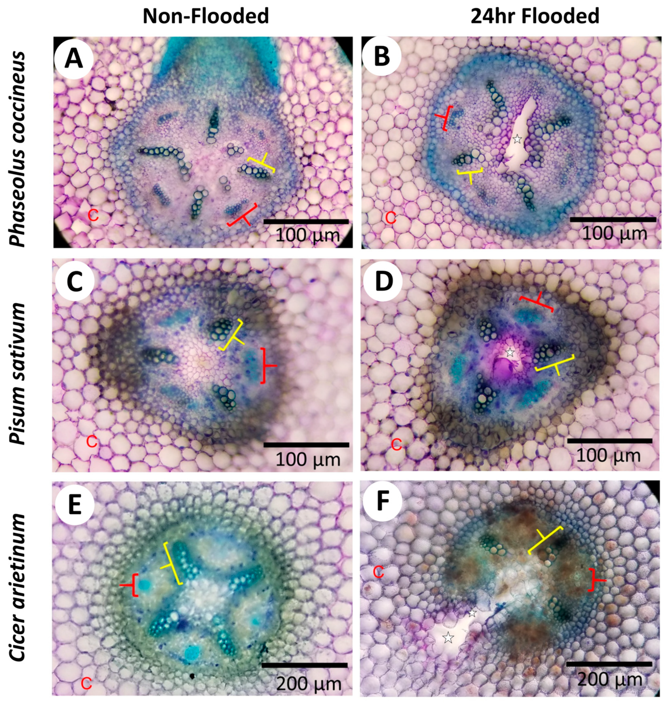 Plants 14 02620 g002 Plants 14 02620 g002