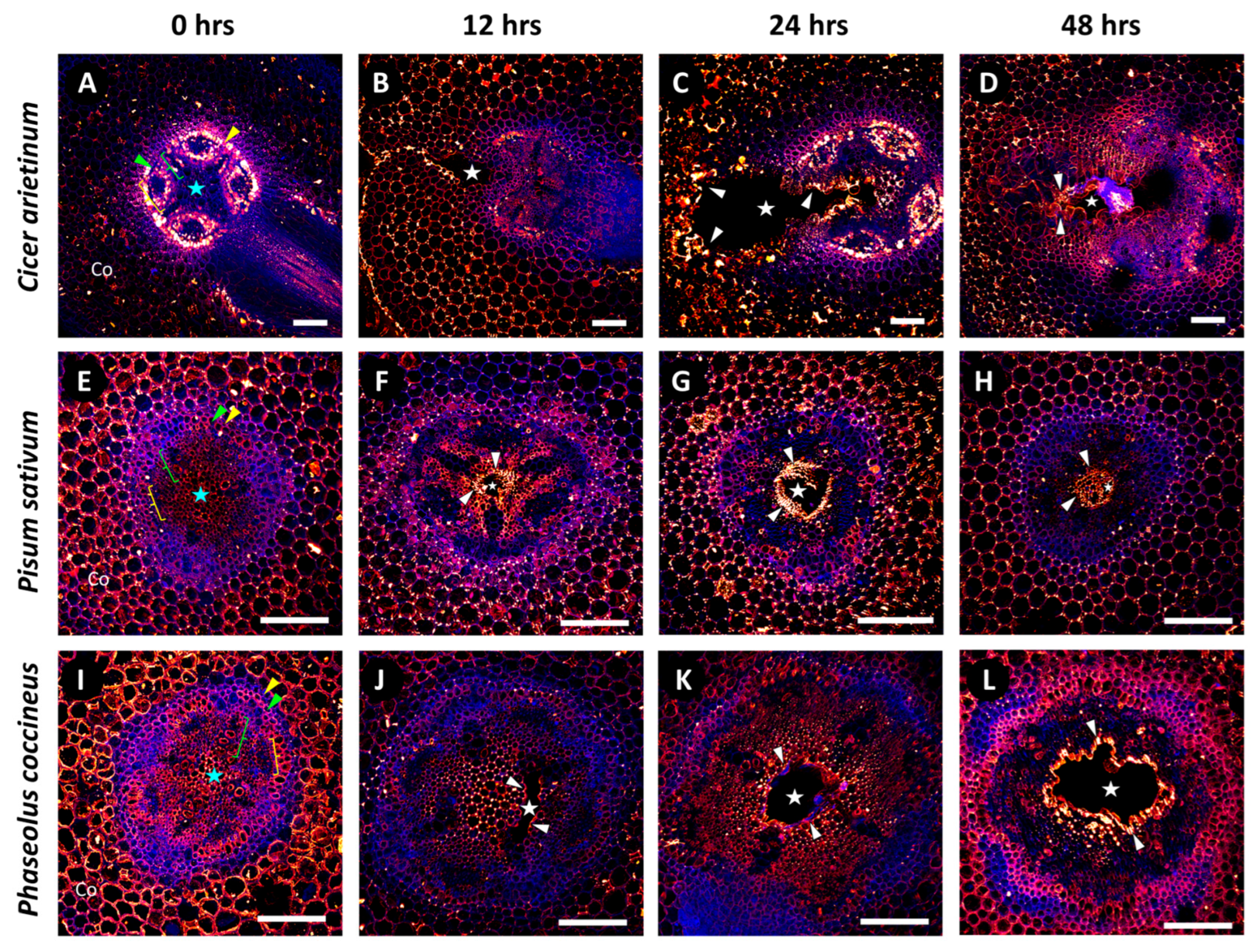Plants 14 02620 g003 Plants 14 02620 g003
