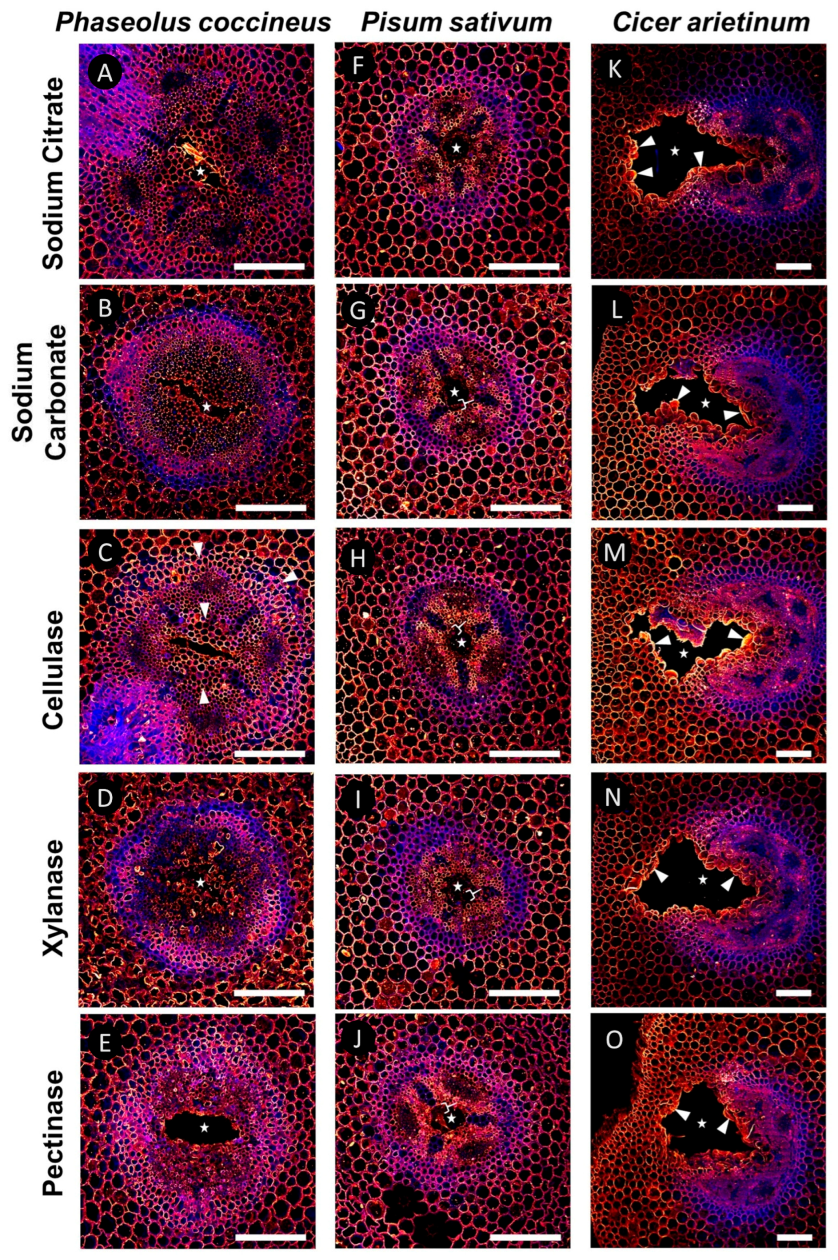 Plants 14 02620 g004 Plants 14 02620 g004