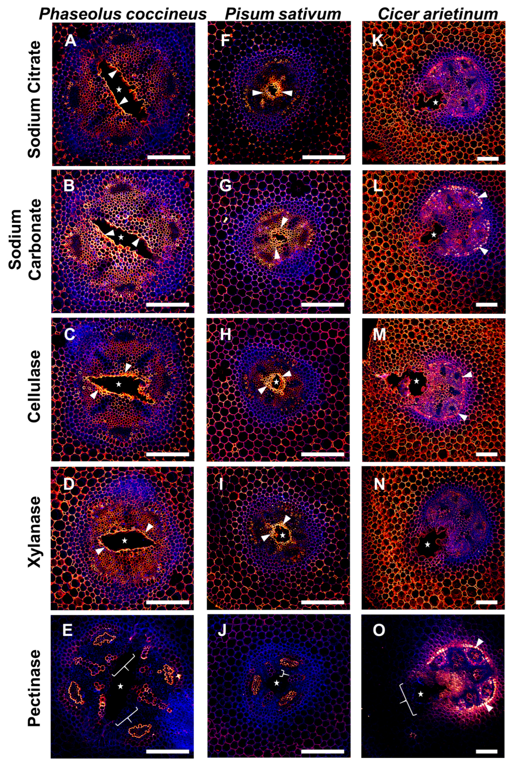 Plants 14 02620 g005 Plants 14 02620 g005