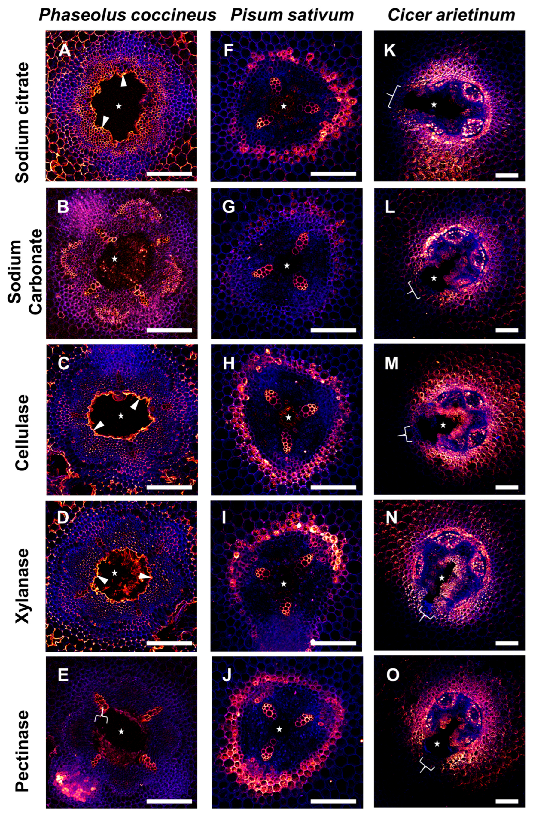 Plants 14 02620 g006 Plants 14 02620 g006