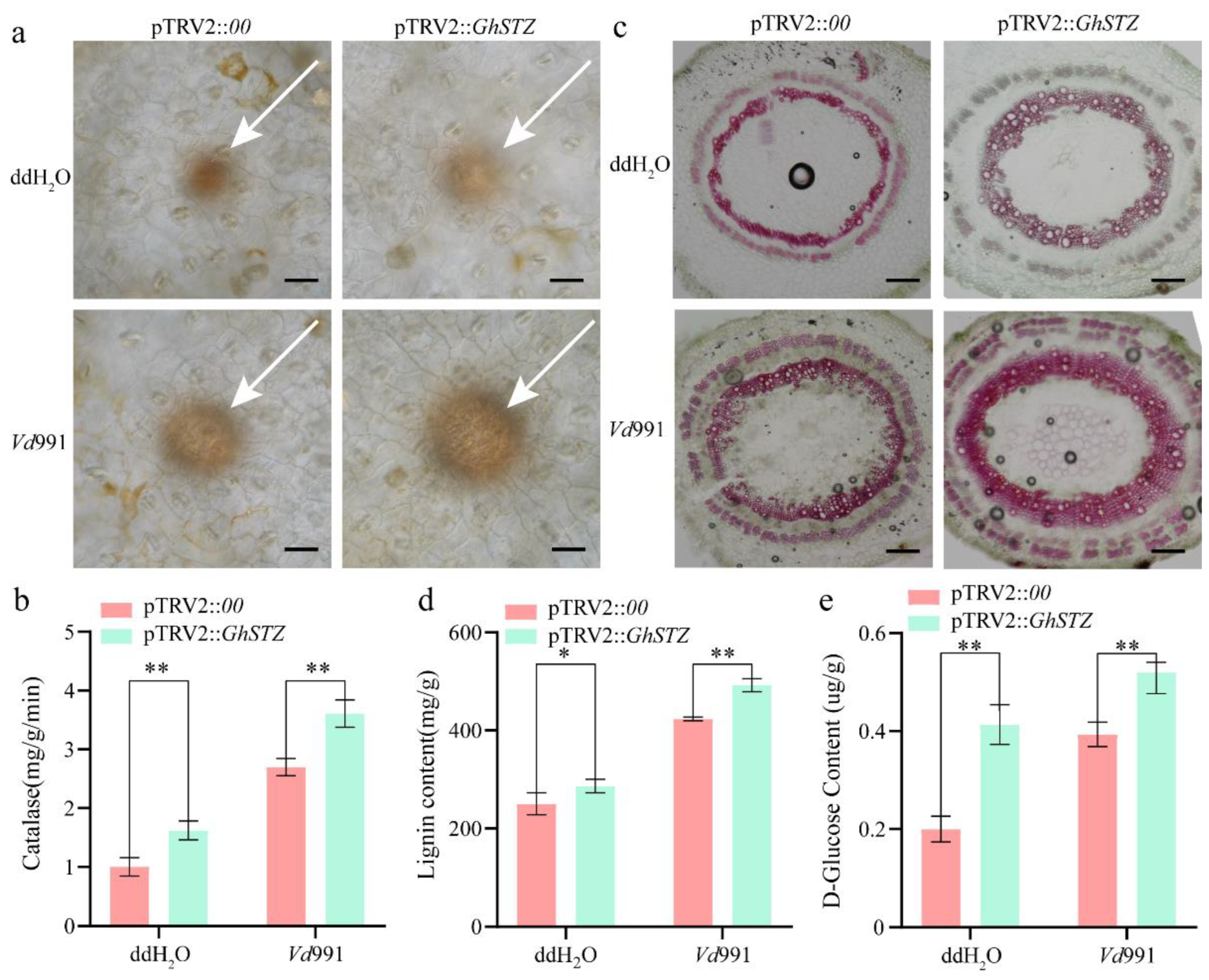 Plants 14 02638 g004