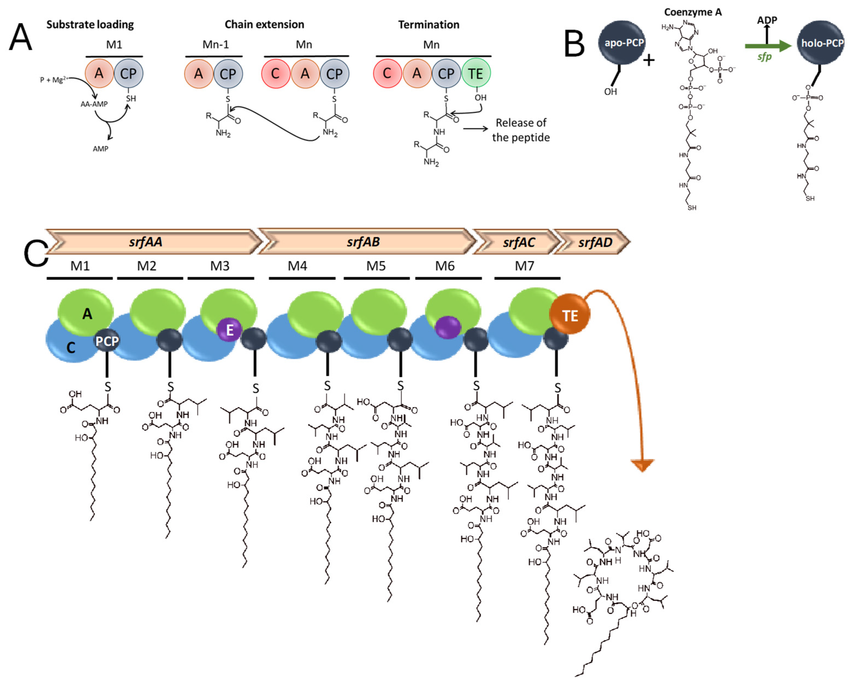 Plants 14 02644 g001
