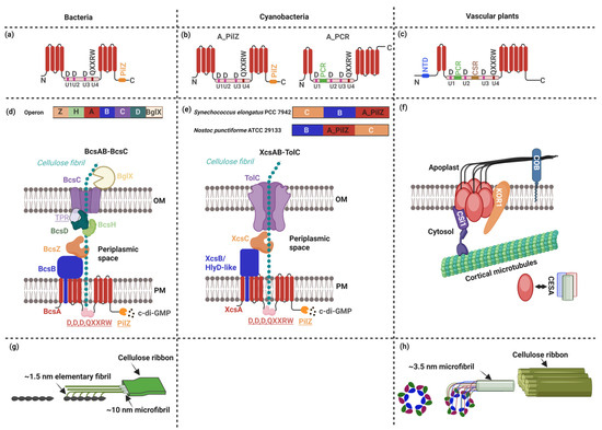 Plants 14 02655 g001