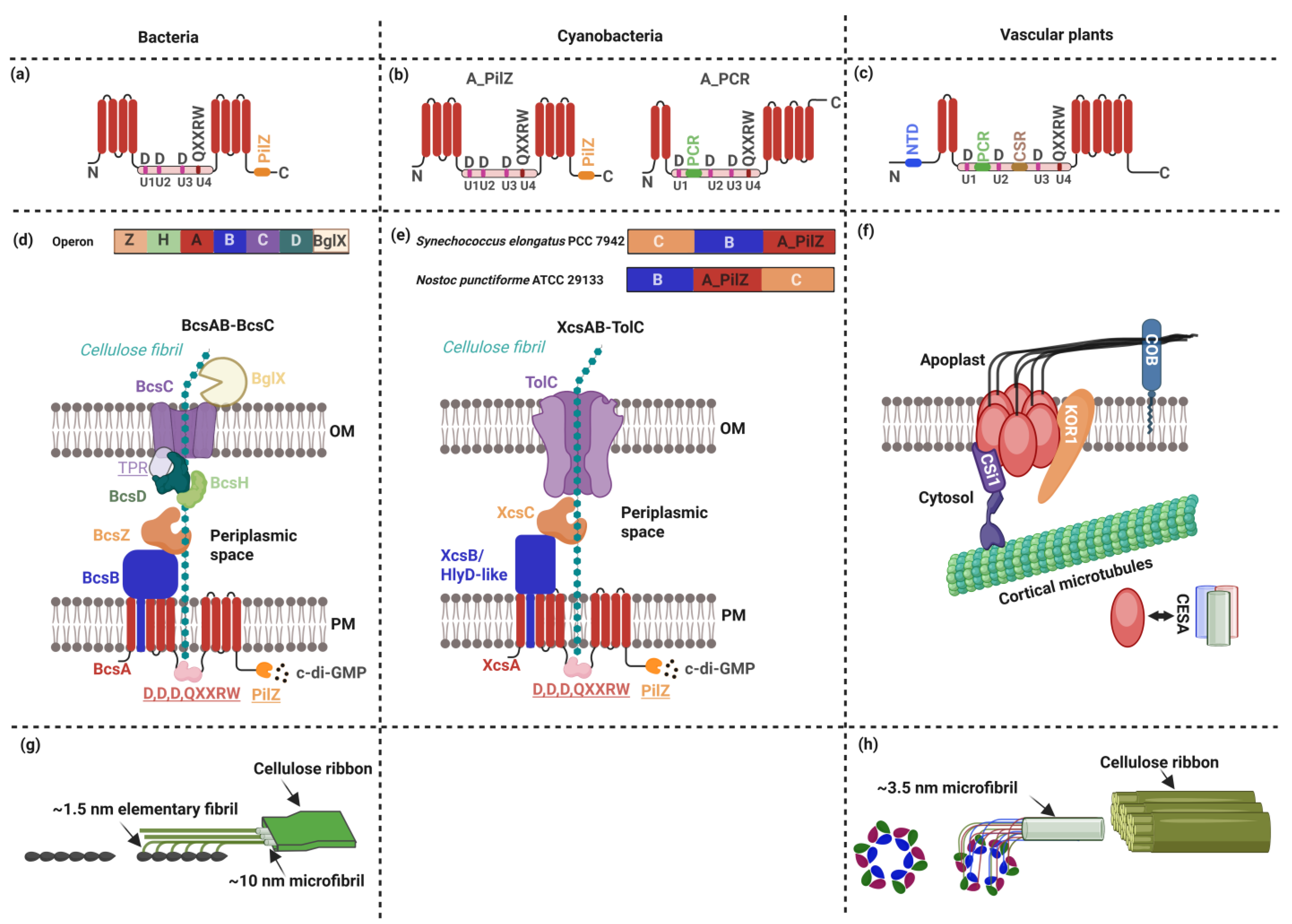 Plants 14 02655 g001