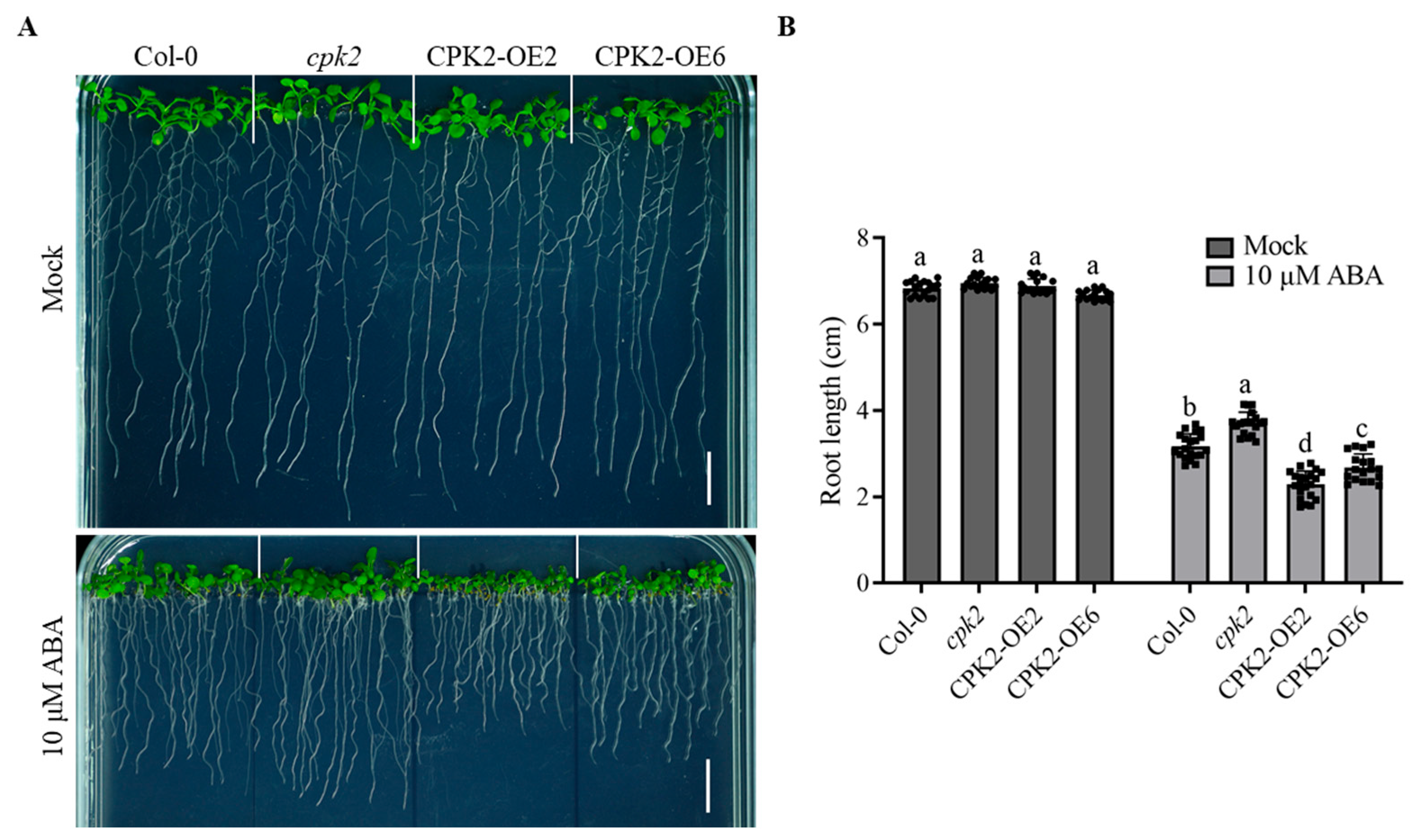 Plants 14 02671 g001