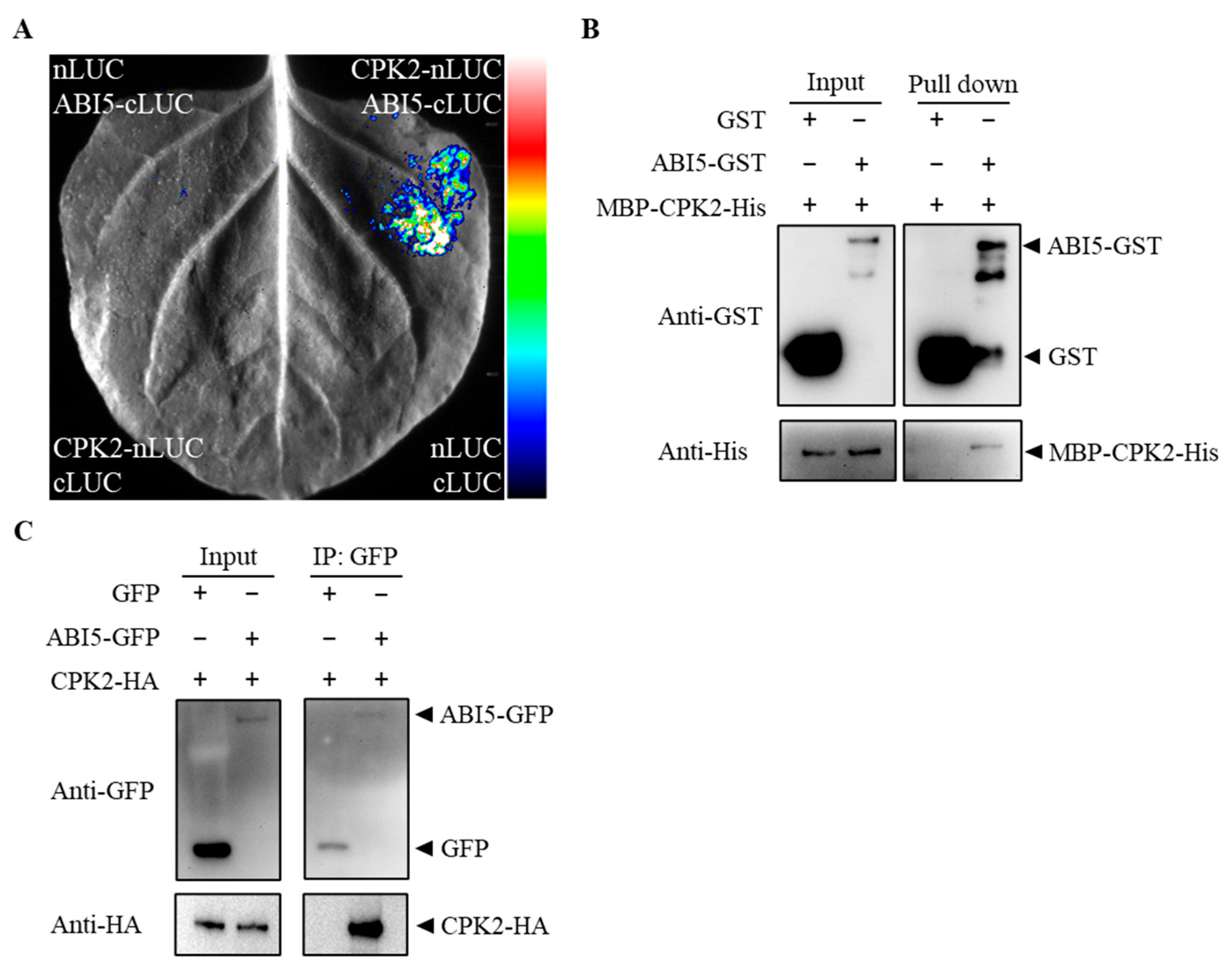 Plants 14 02671 g002