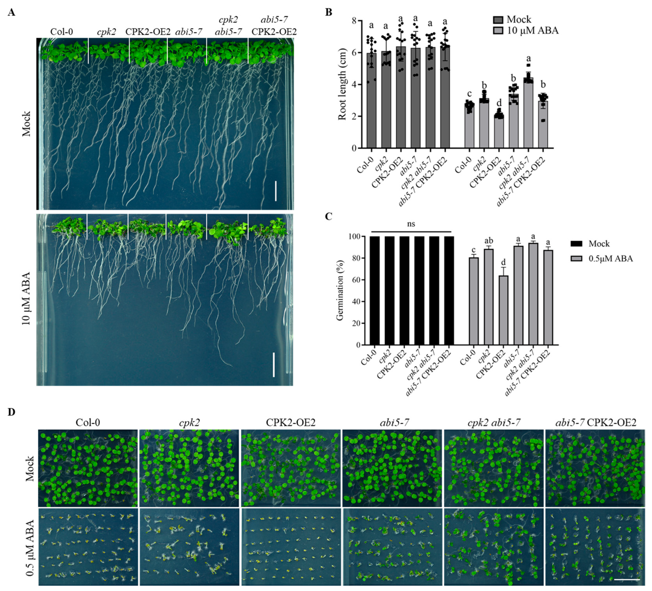 Plants 14 02671 g005