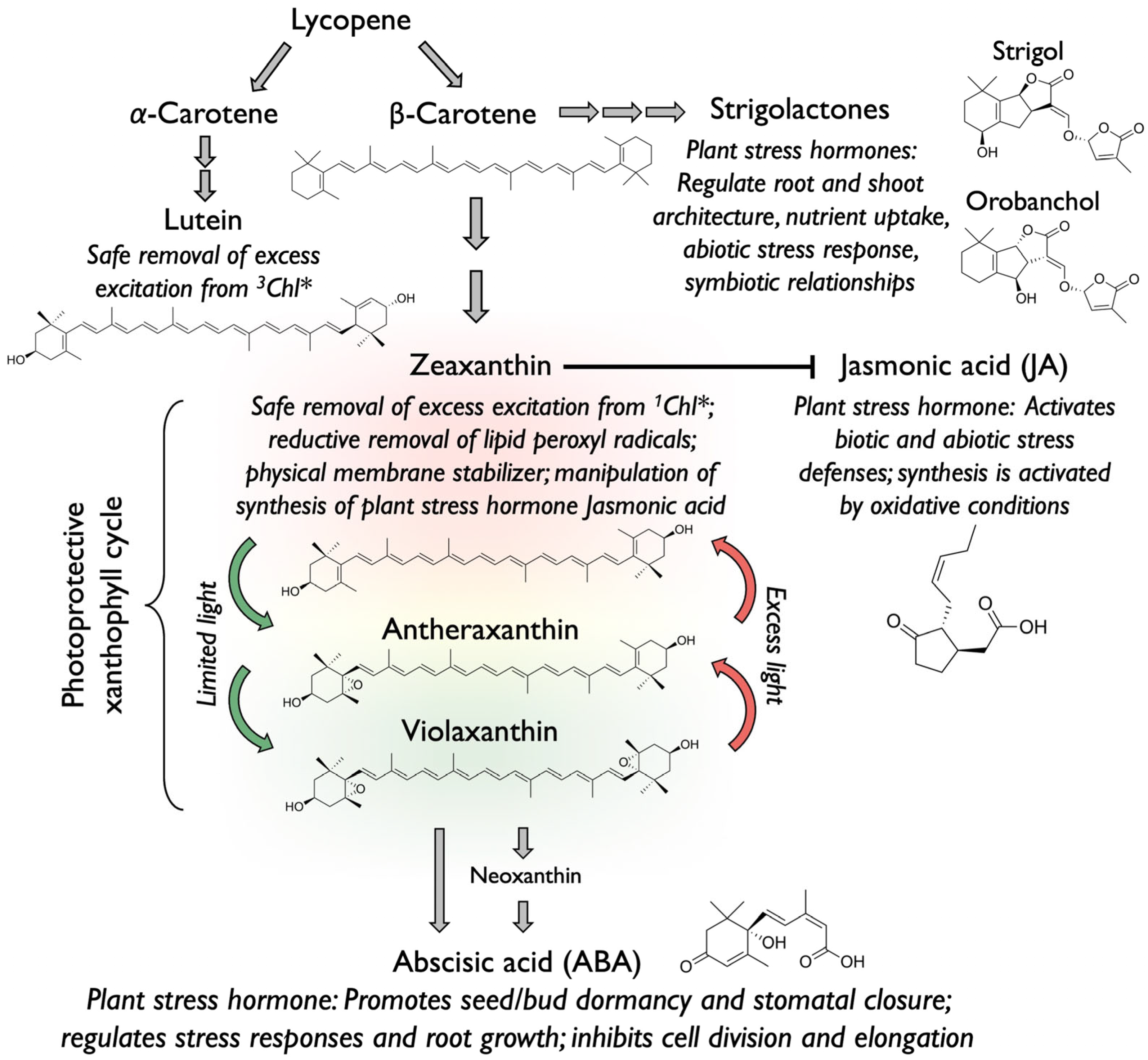 Plants 14 02703 g001