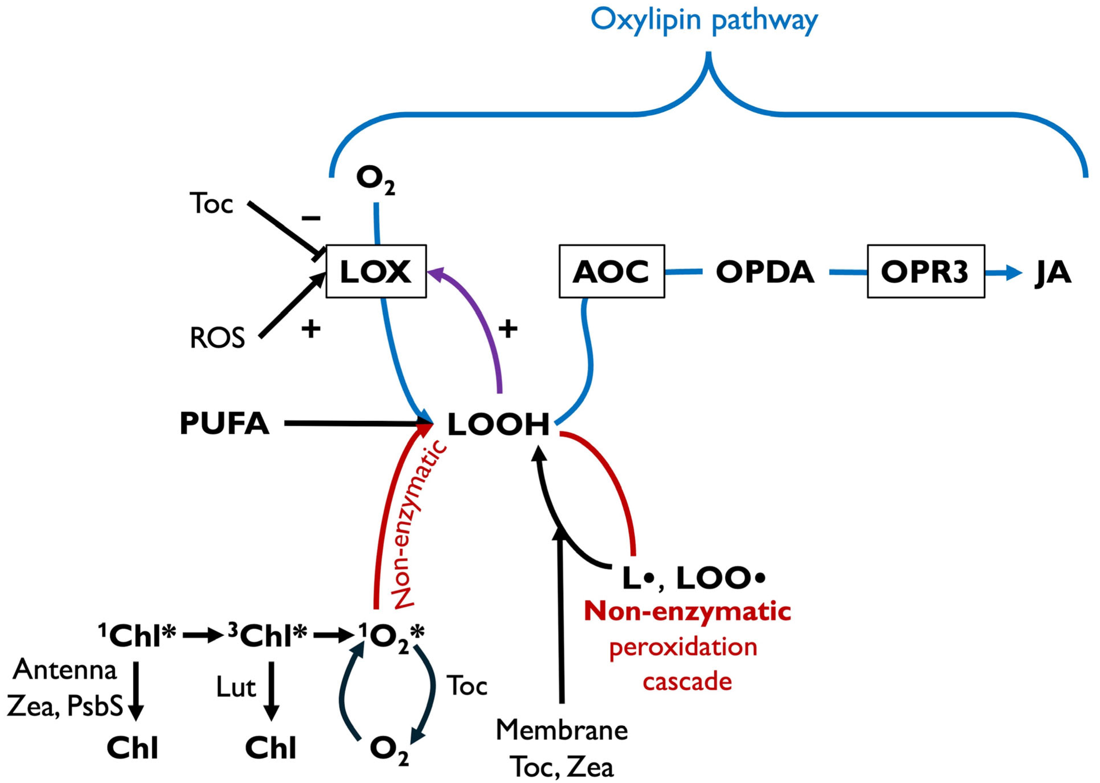 Plants 14 02703 g004