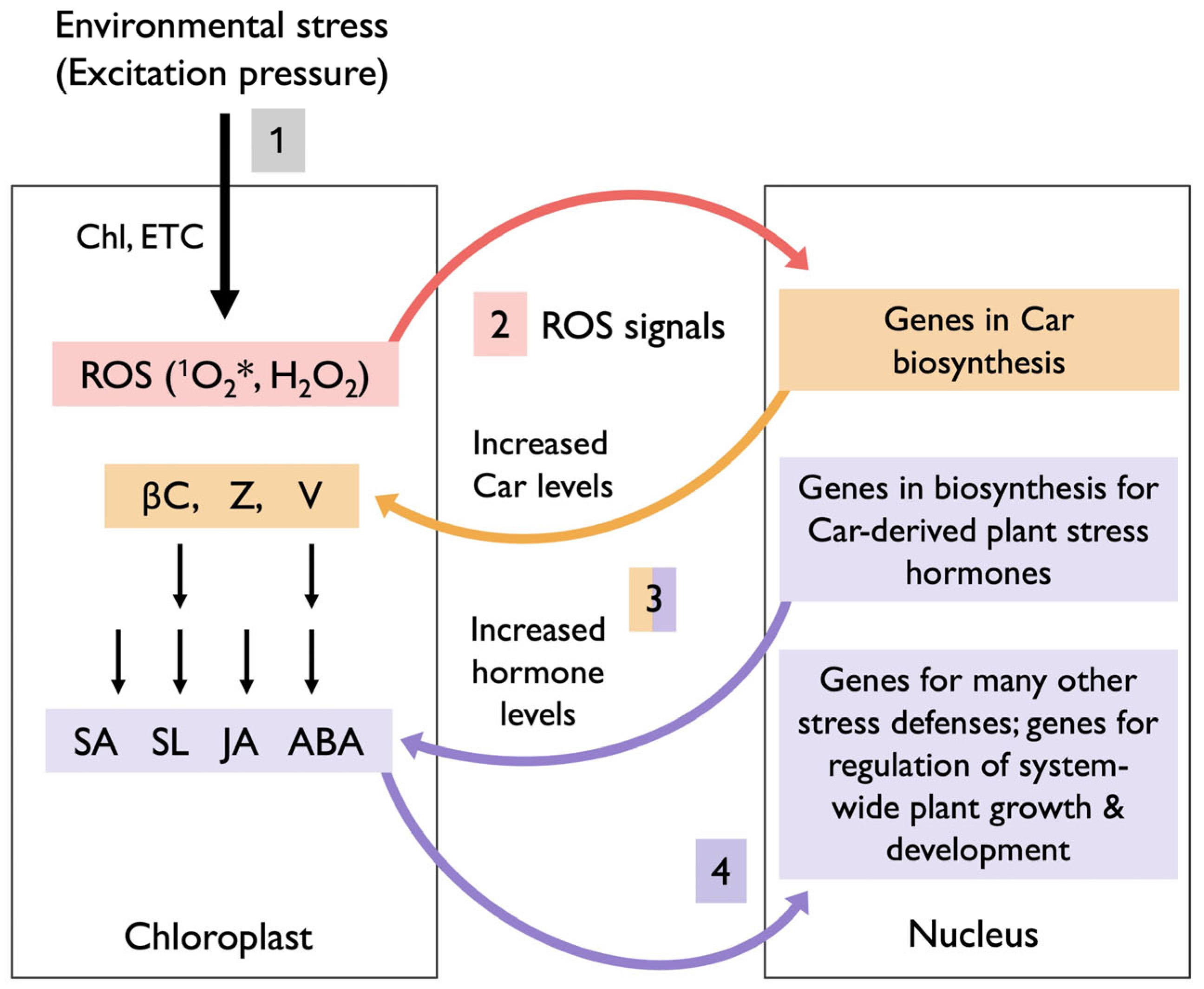 Plants 14 02703 g006