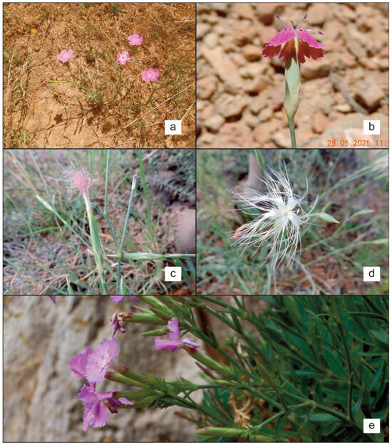 Plants 14 02720 g002