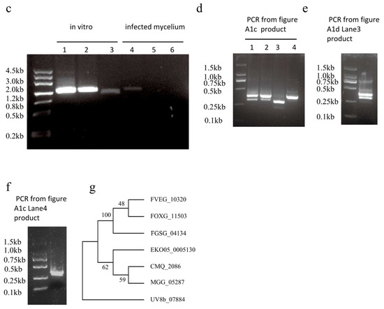 Plants 14 02725 g0a1b