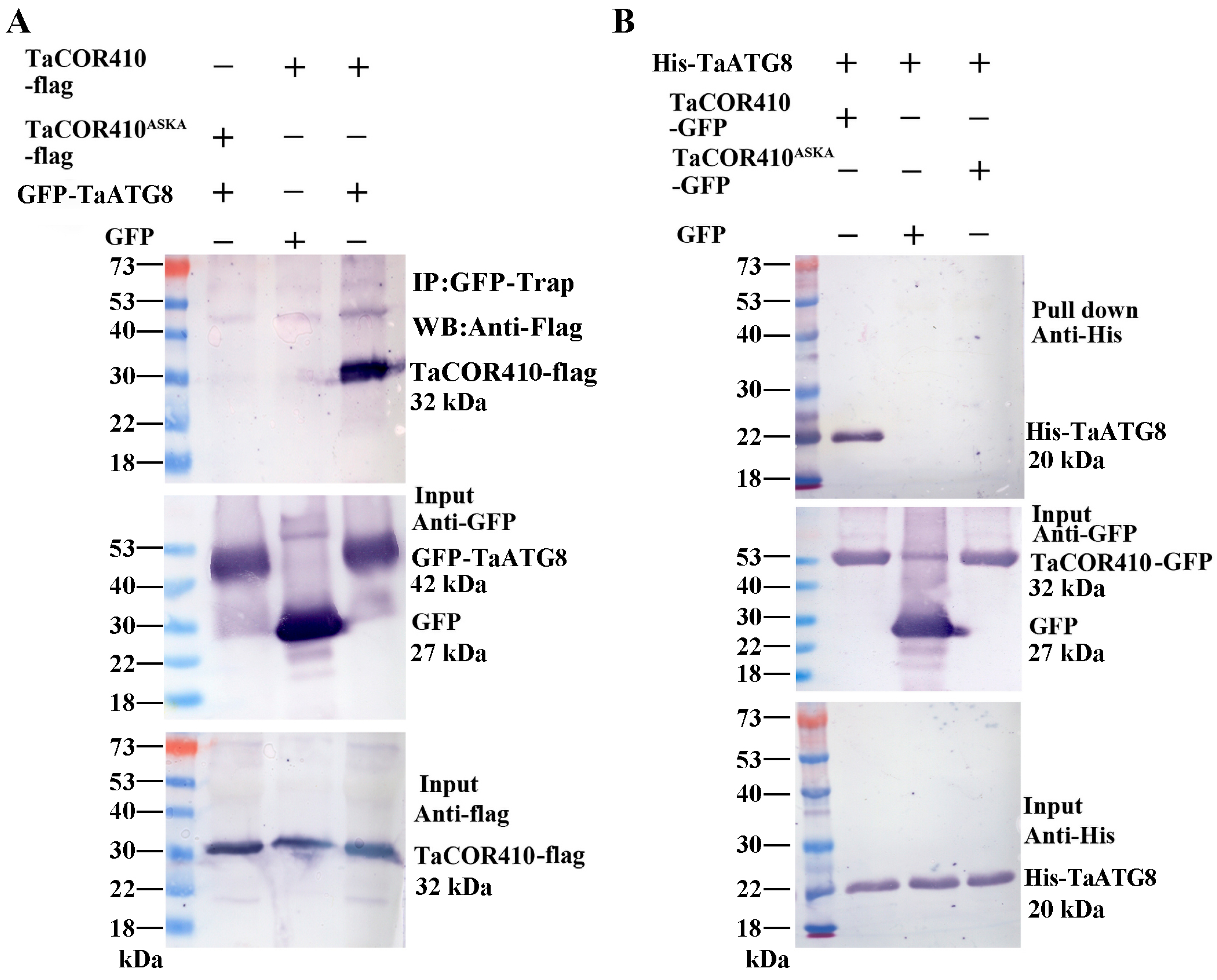 Plants 14 02726 g004 Plants 14 02726 g004