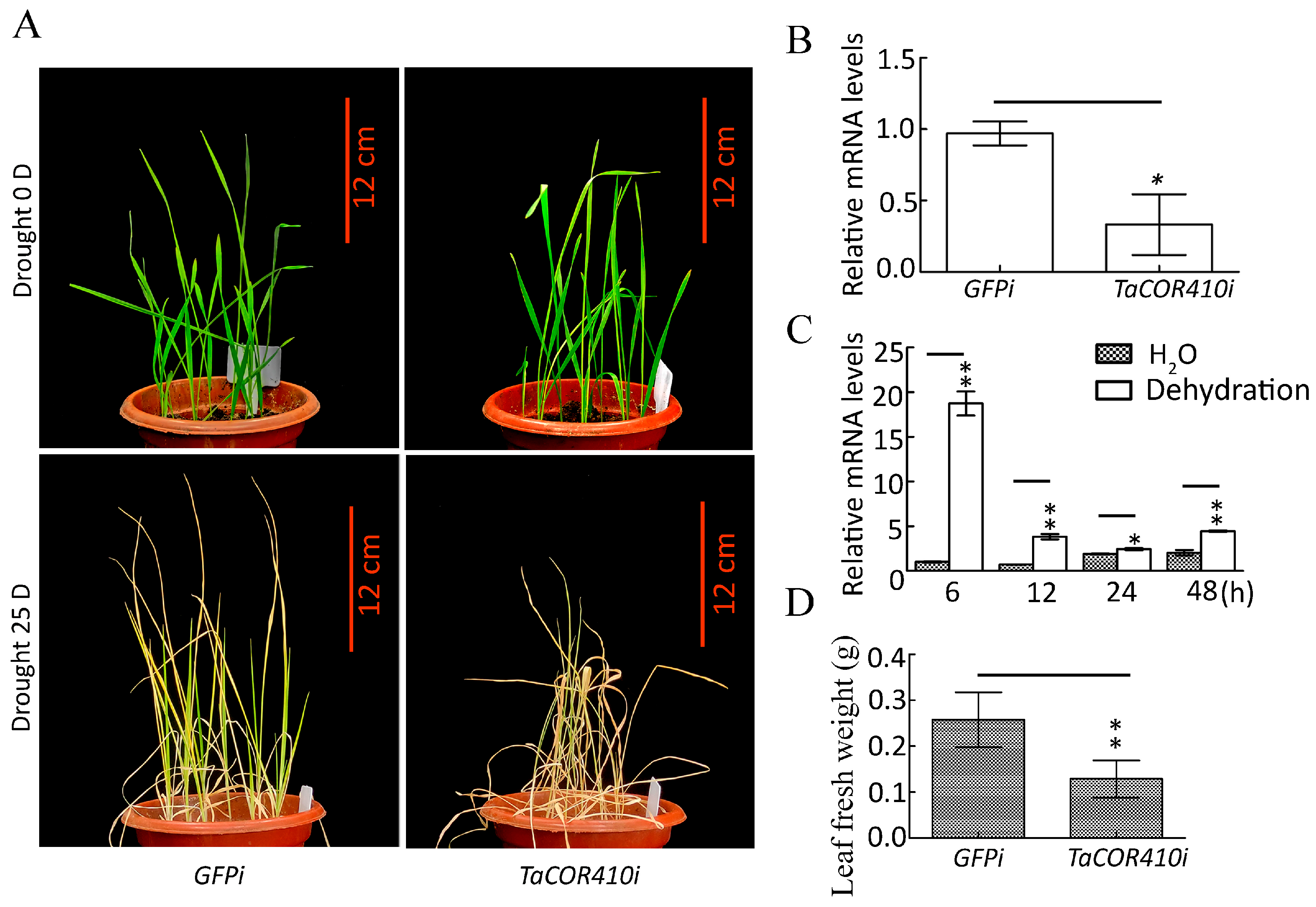 Plants 14 02726 g005 Plants 14 02726 g005